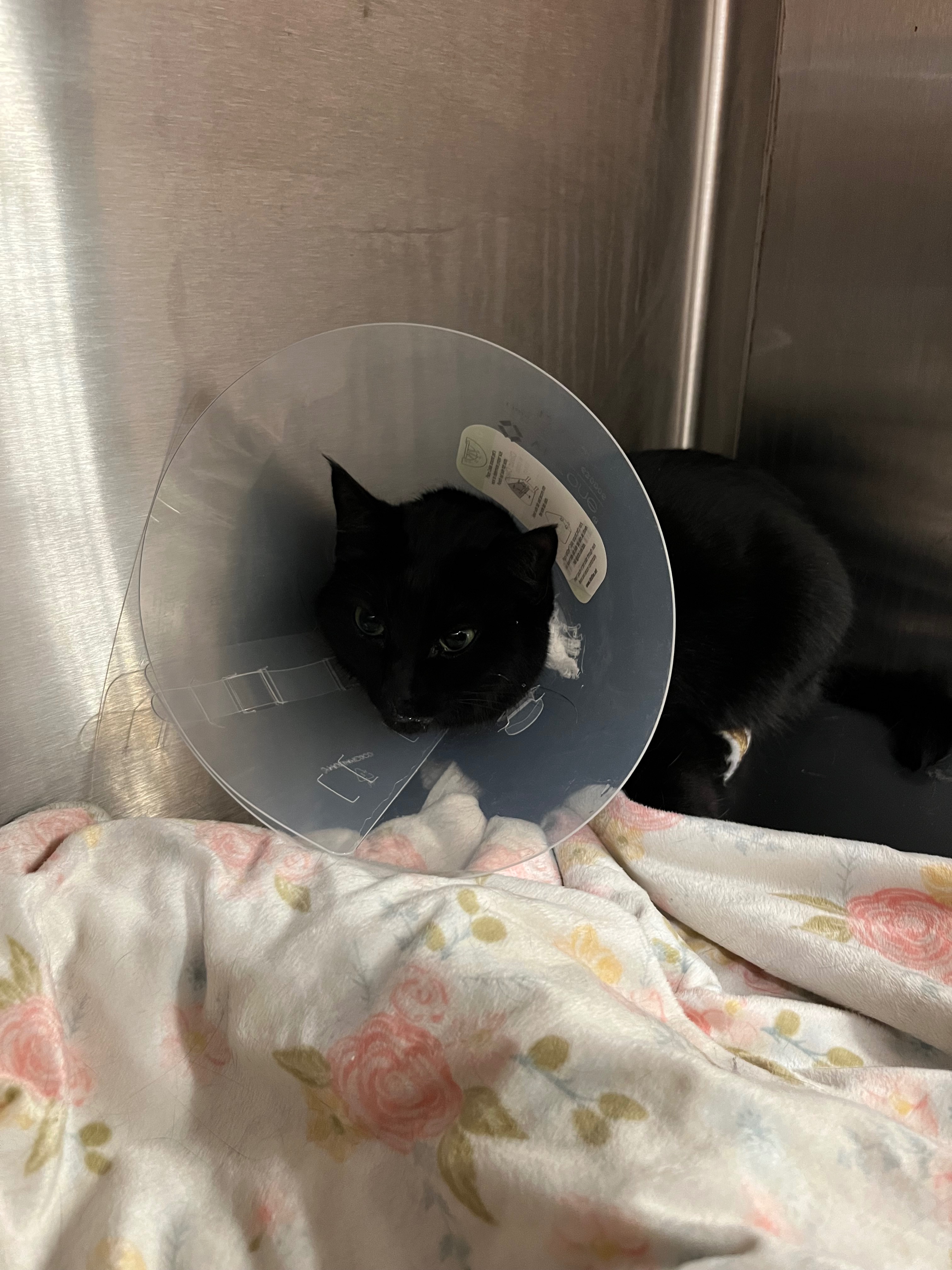 Help Support Sylvie’s Amputation Surgery & Recovery campaign photo, 6 of 8