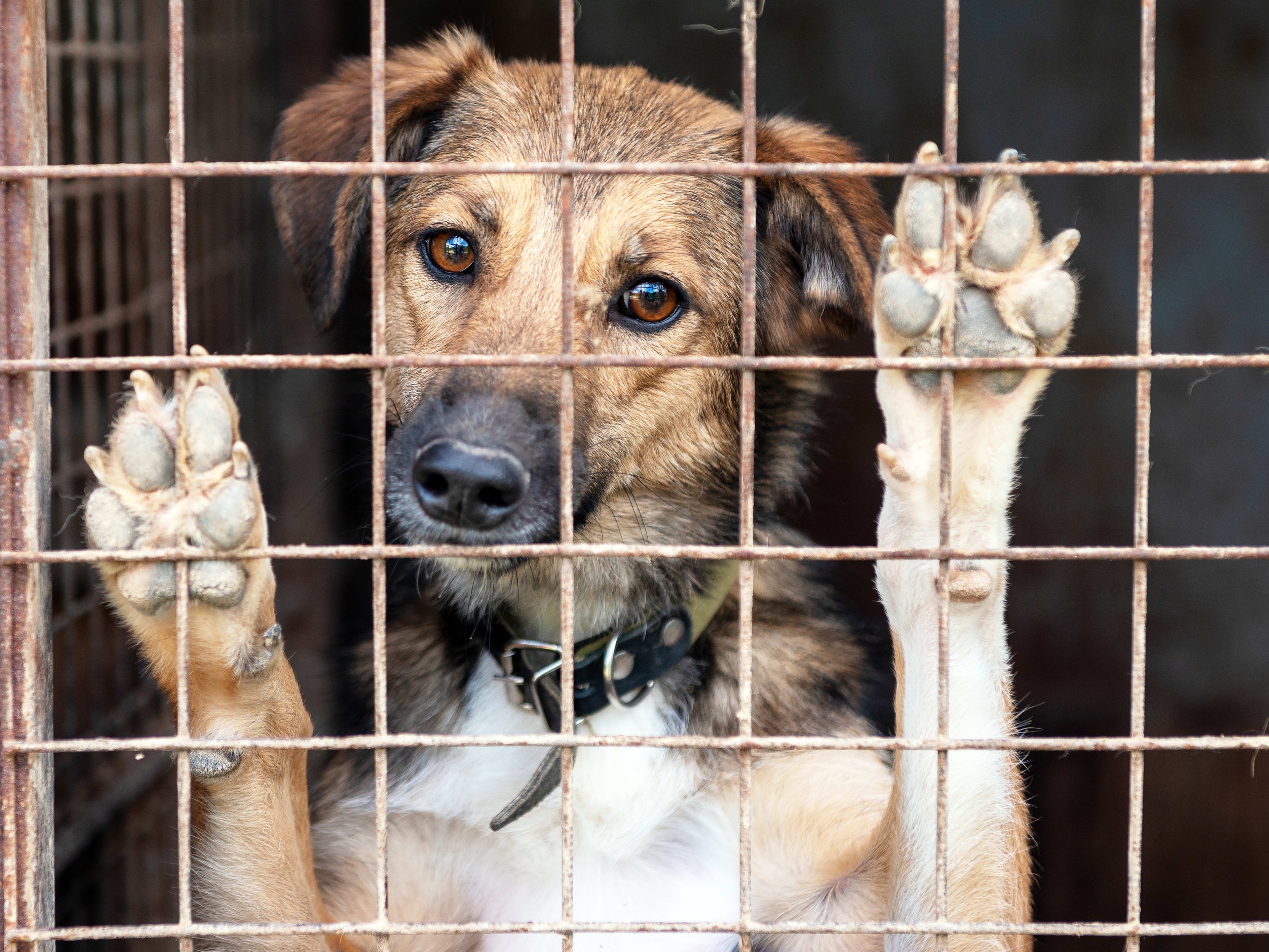 Saving more pound dogs at risk an helping us house them campaign photo, 2 of 4