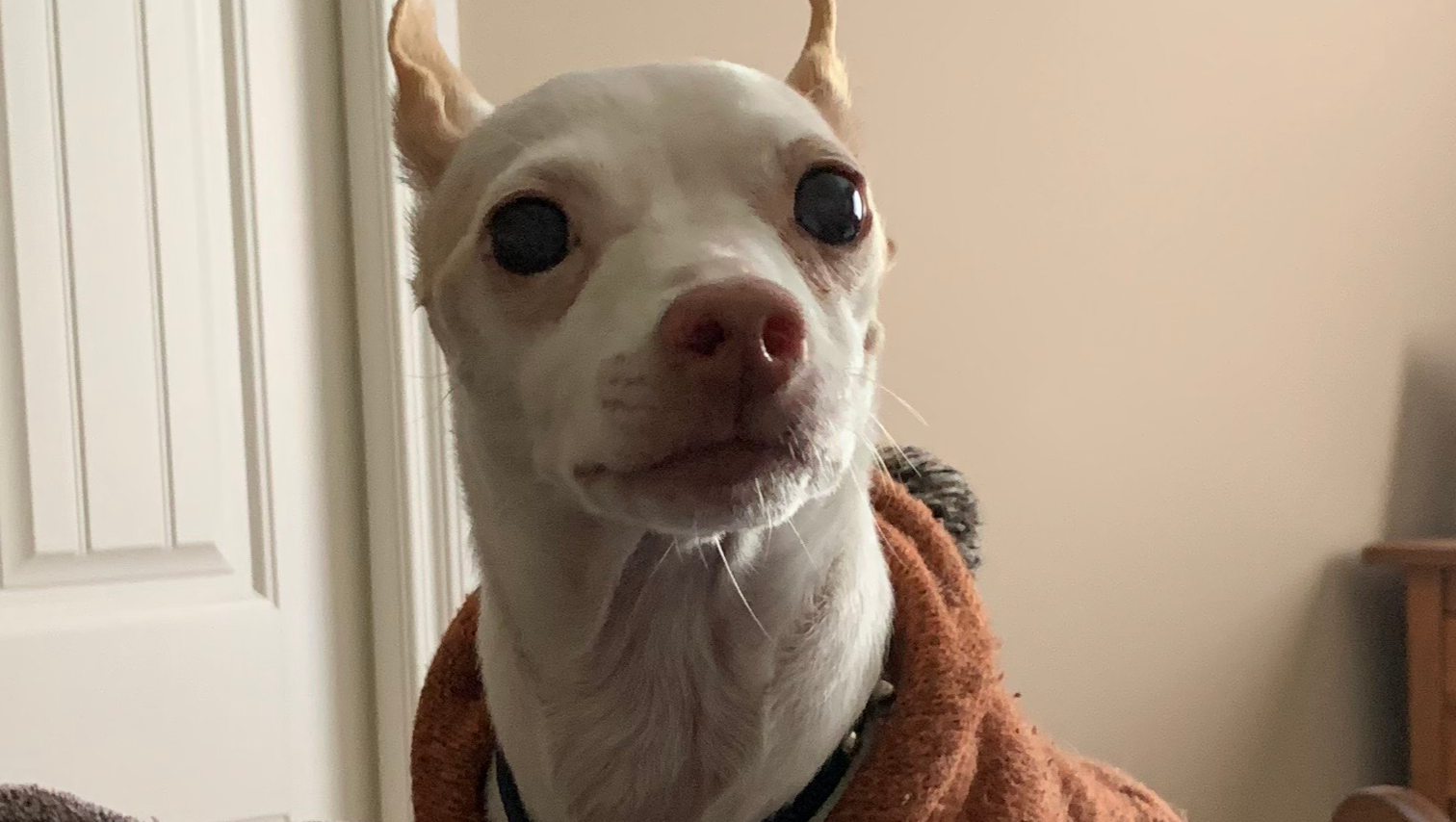Help Chico Get the Dental Surgery He Deserves photo
