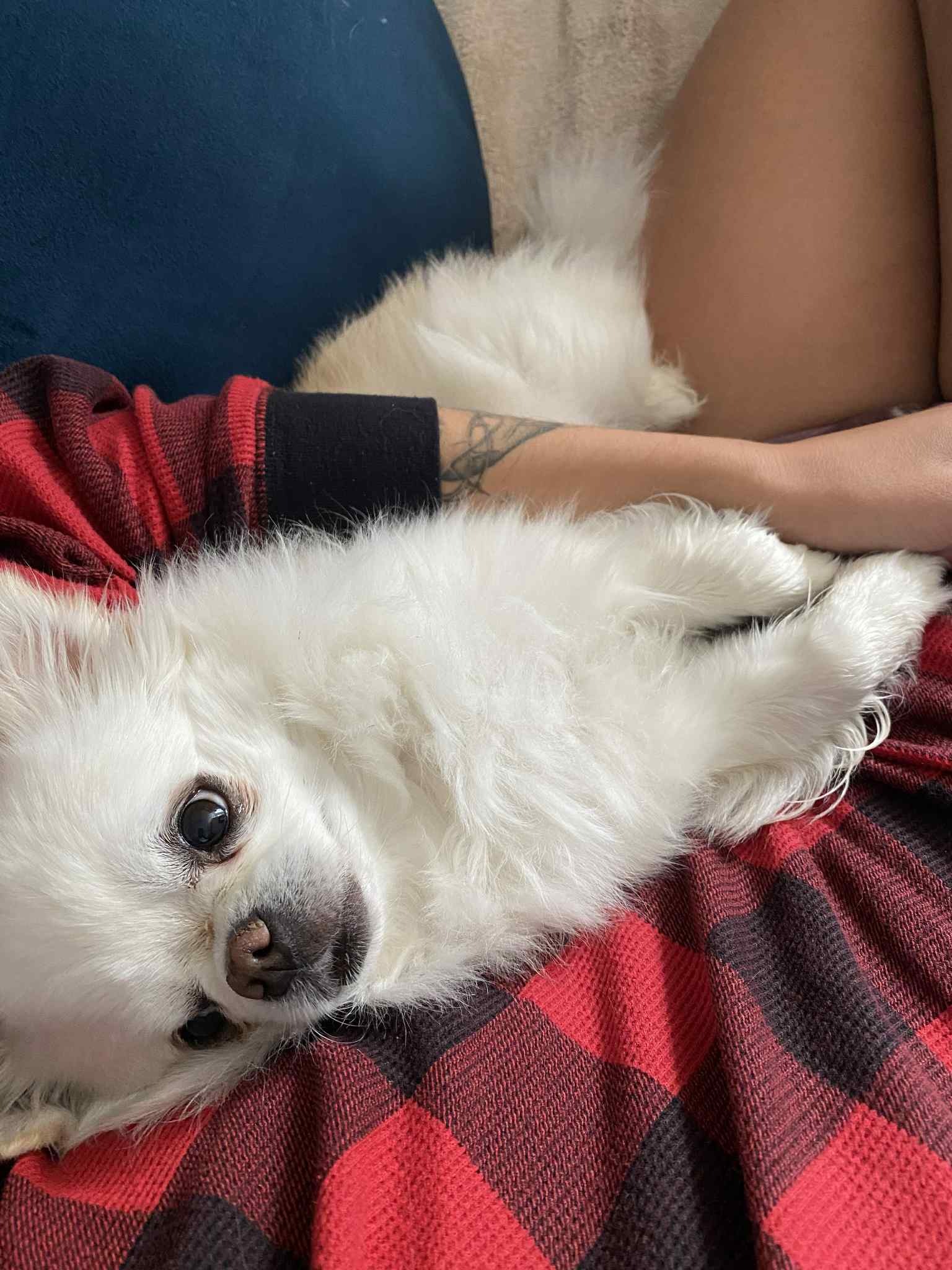 Urgence vétérinaire : soins et traitements pour Charly campaign photo, 6 of 7