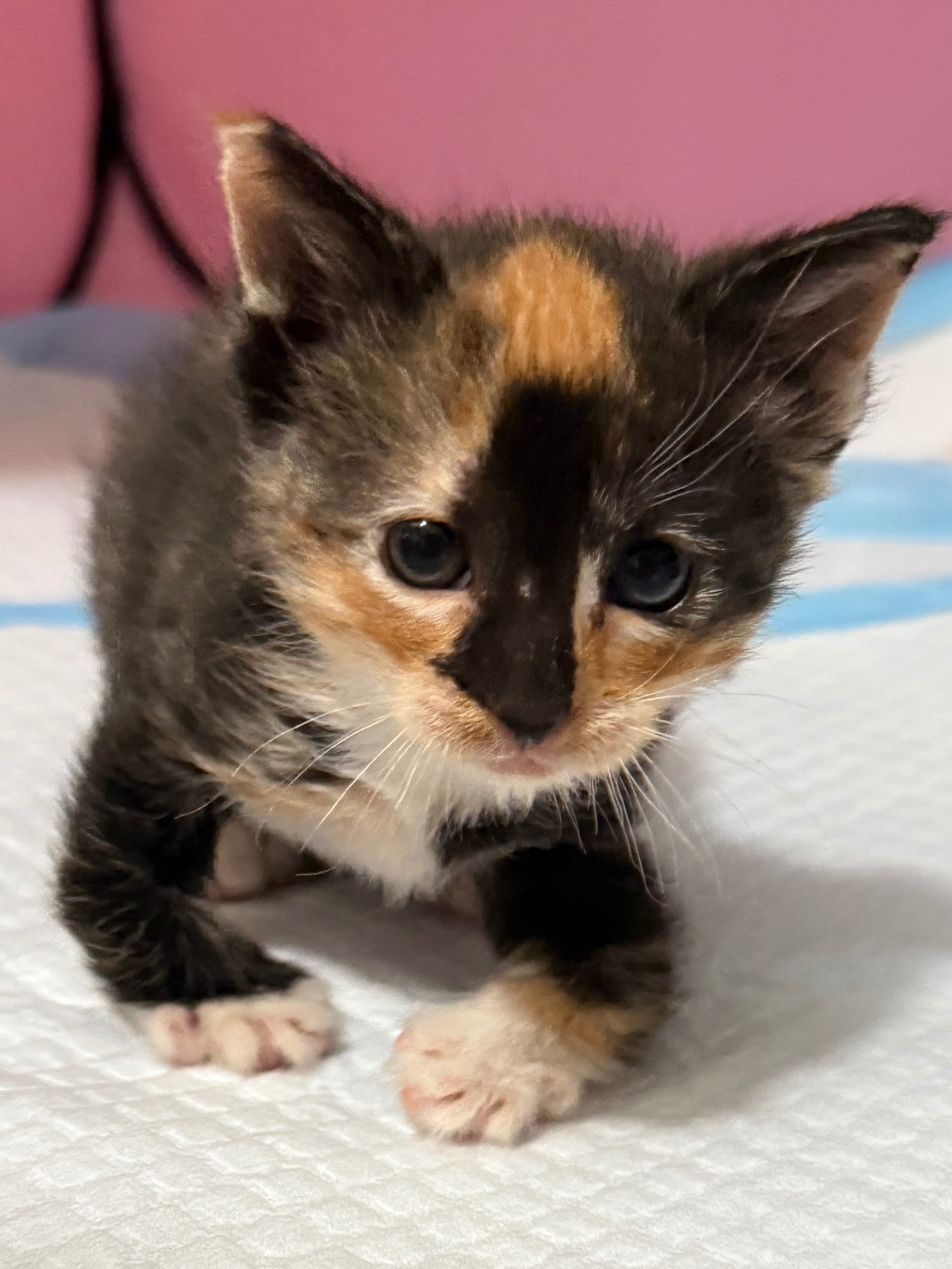 ENC Kitten Nursery - Operational Support campaign photo, 7 of 8