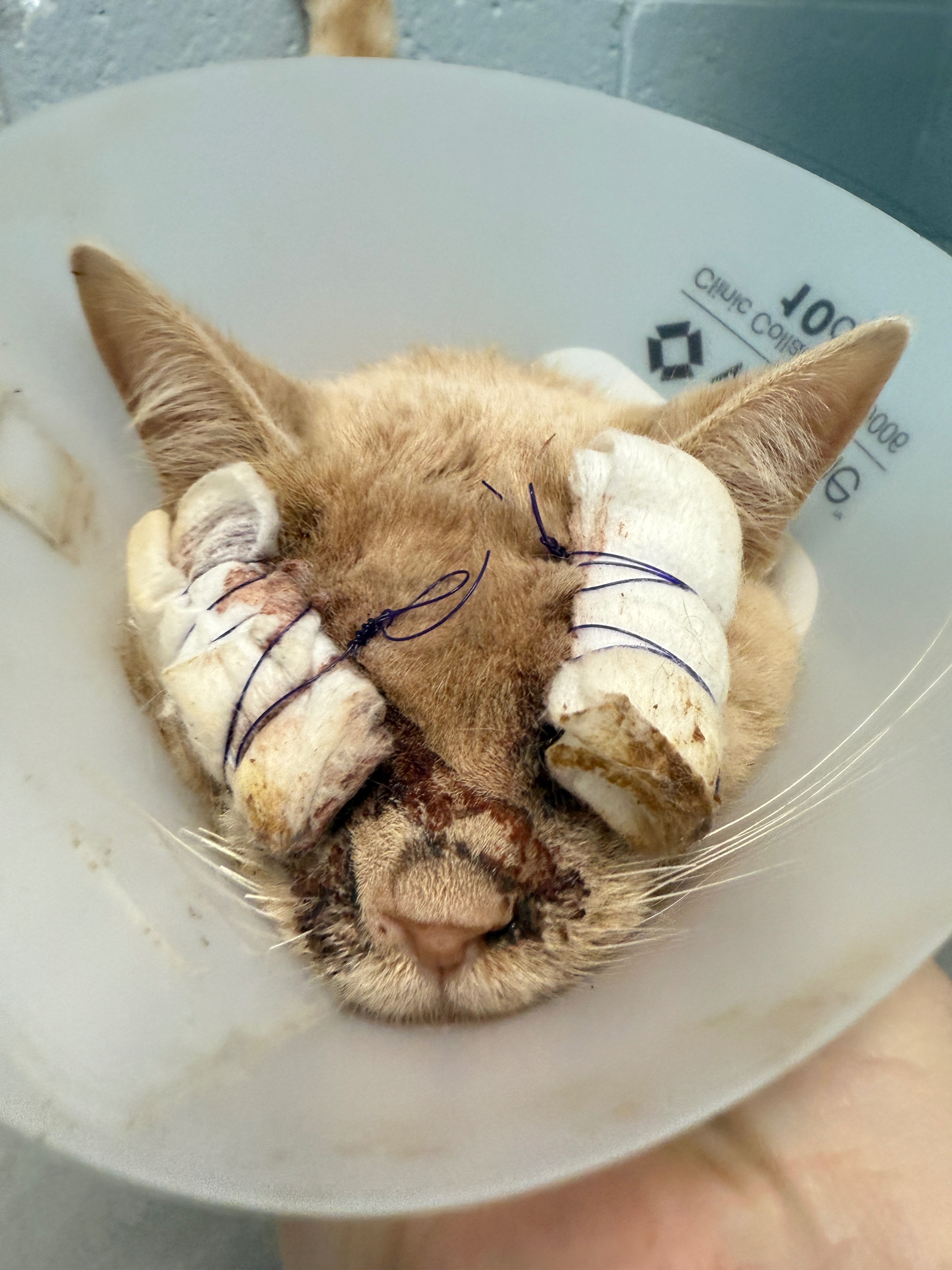 ENC Kitten Nursery - Operational Support campaign photo, 4 of 8
