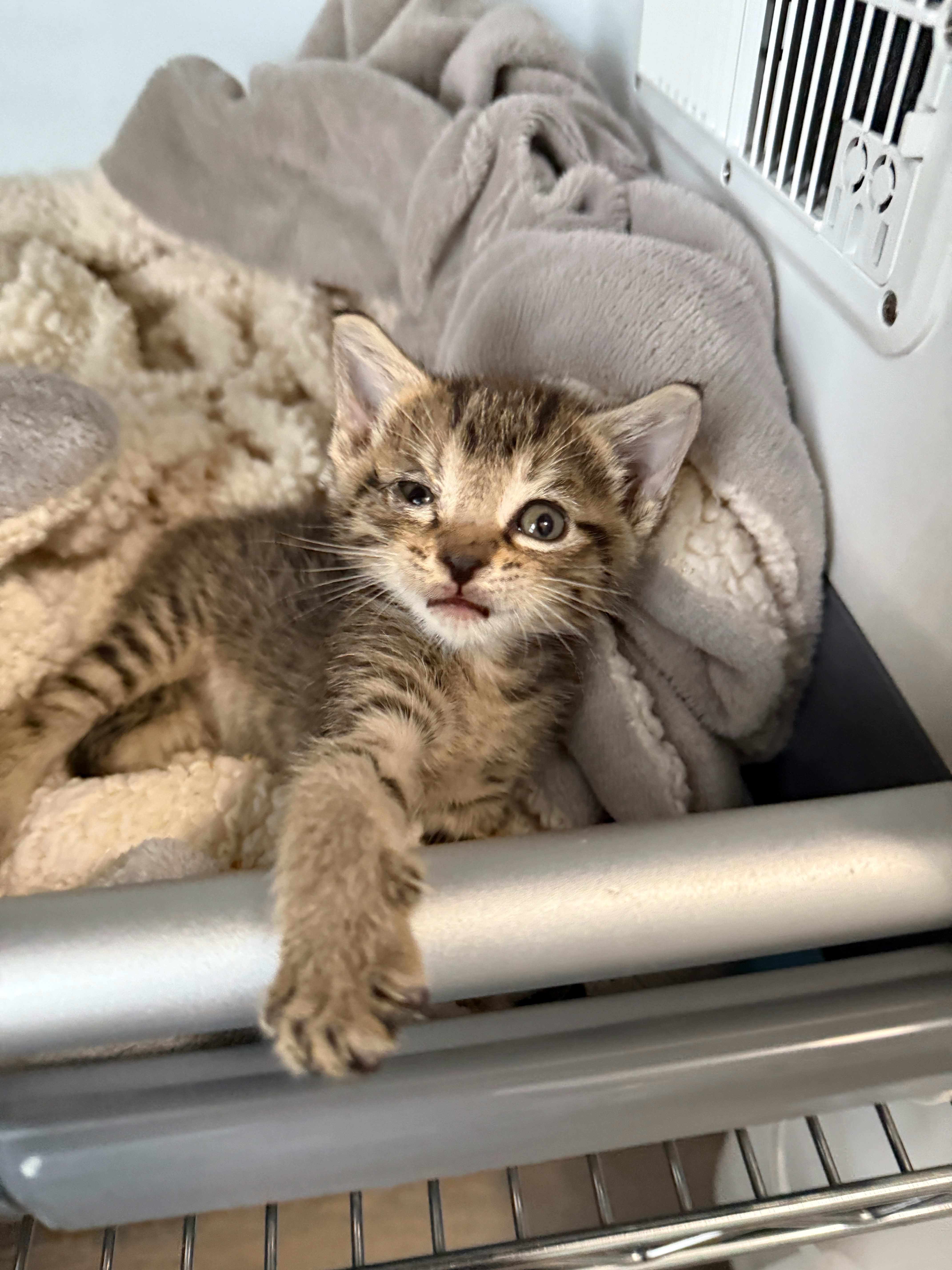 ENC Kitten Nursery - Operational Support campaign photo, 5 of 8