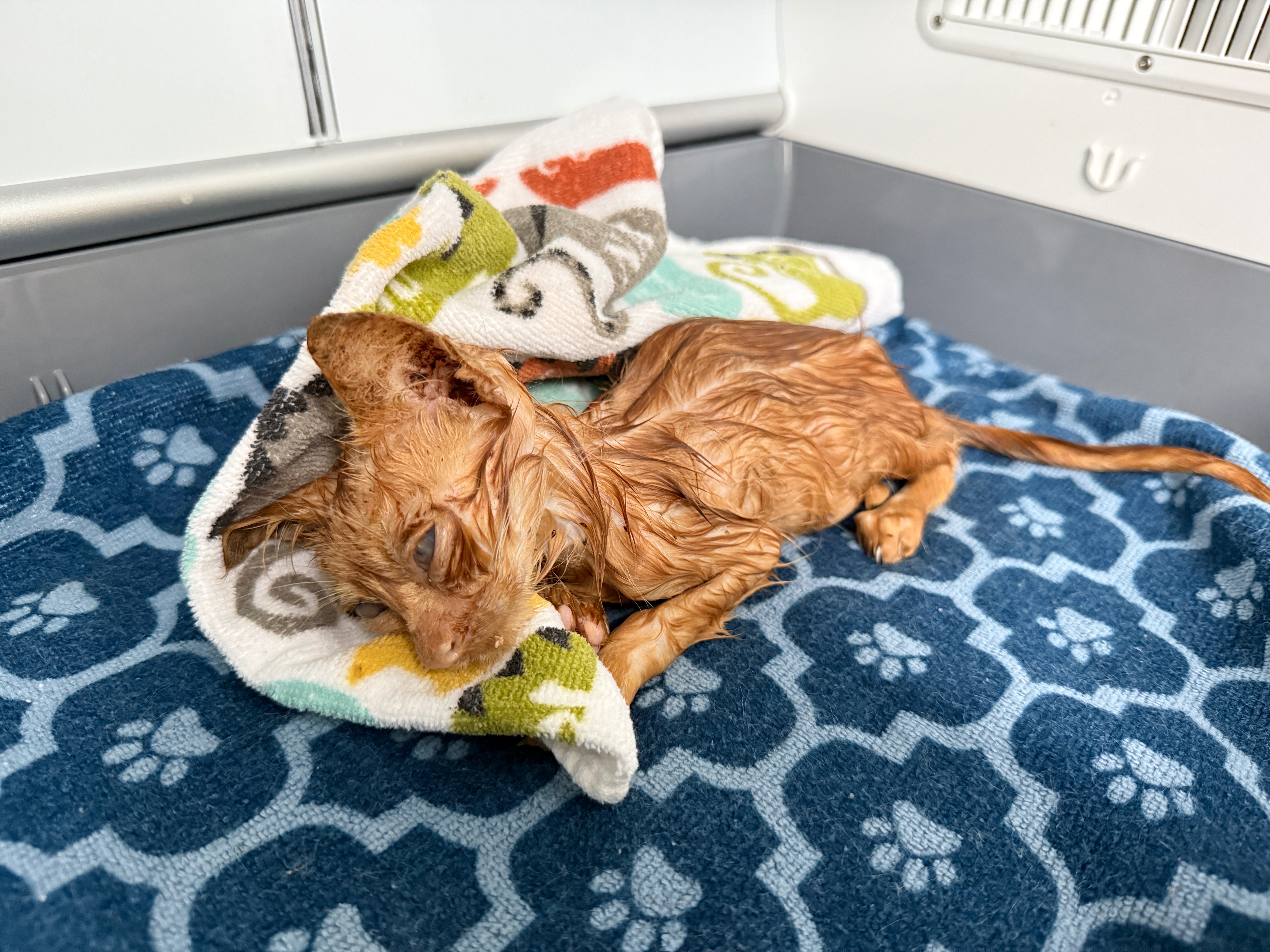 ENC Kitten Nursery - Operational Support campaign photo, 6 of 8