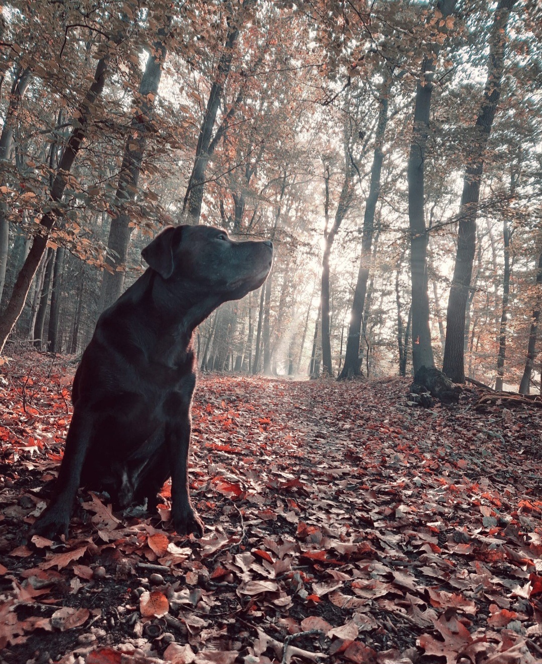 Hilfe für meine Schwester - Abschied von ihrem Hund Tyson campaign photo, 7 of 8