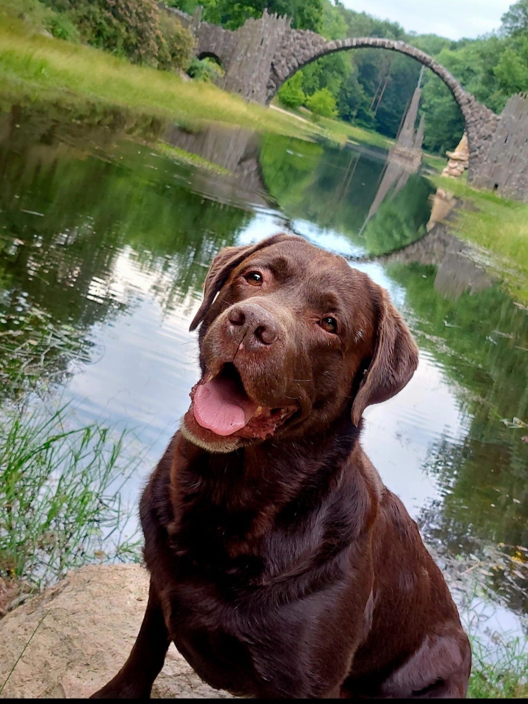 Hilfe für meine Schwester - Abschied von ihrem Hund Tyson campaign photo, 2 of 8