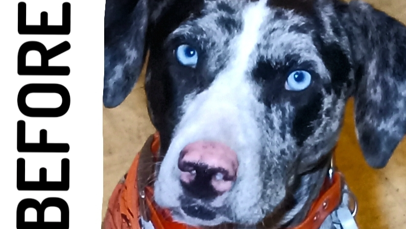 Restore Domino's Vision and Joyful Rides photo