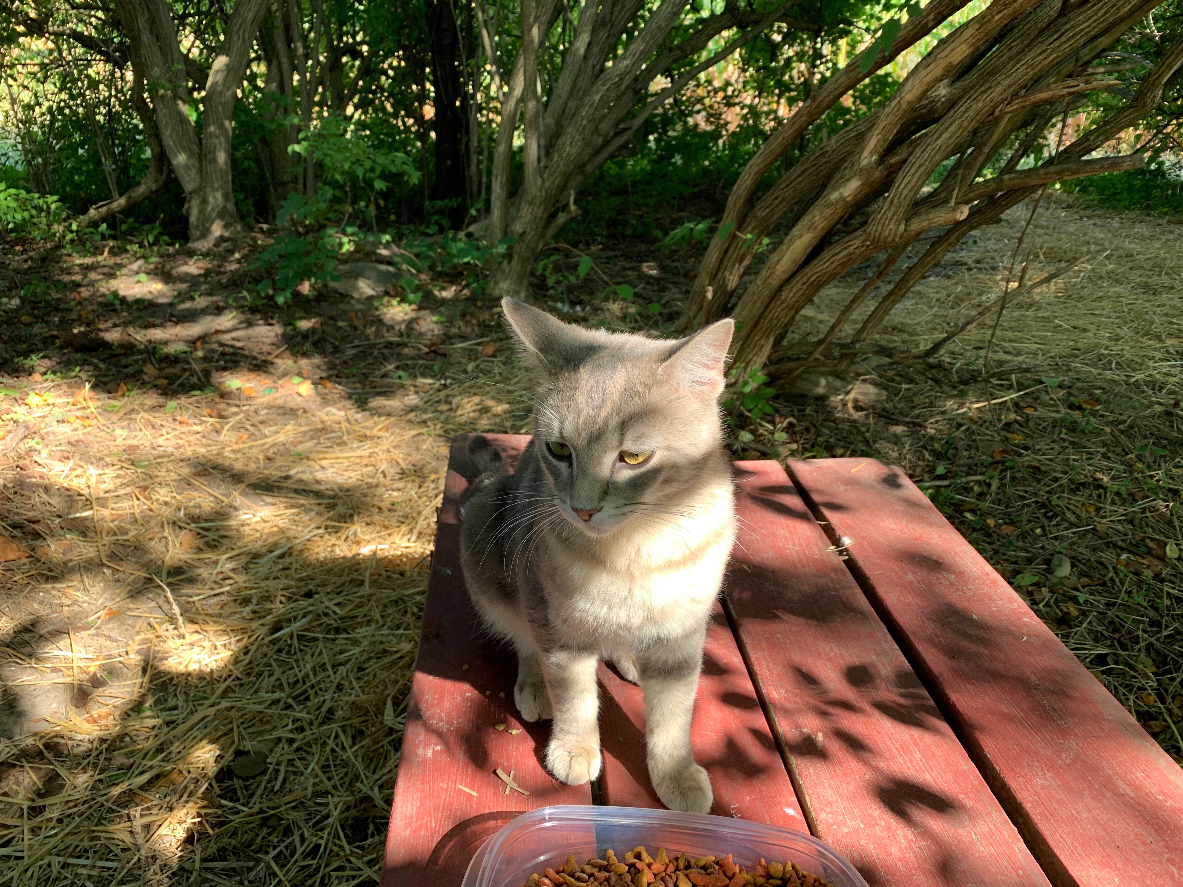 Help Spay and Neuter Cats in Need campaign photo, 6 of 7