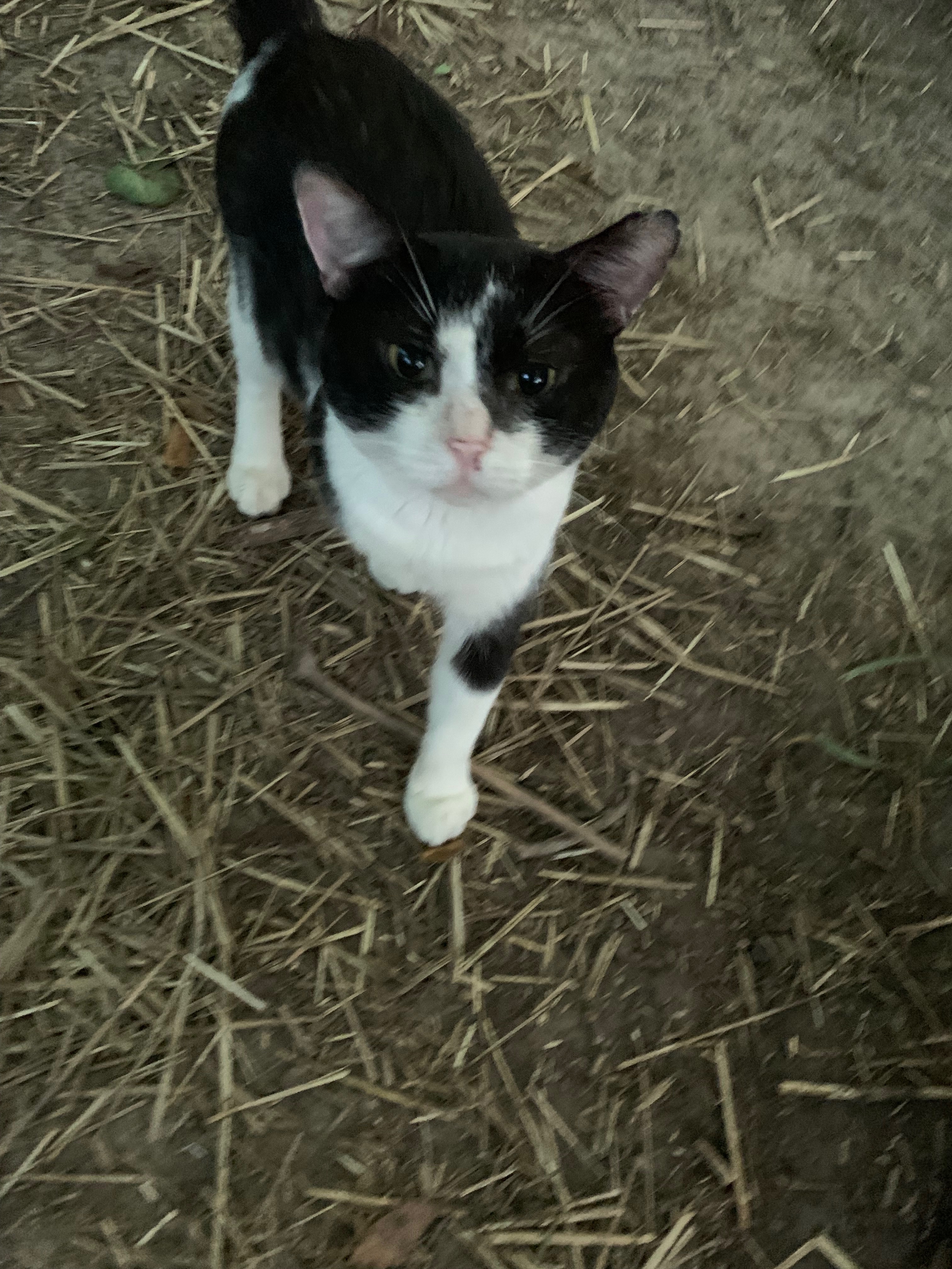 Help Spay and Neuter Cats in Need campaign photo, 2 of 7