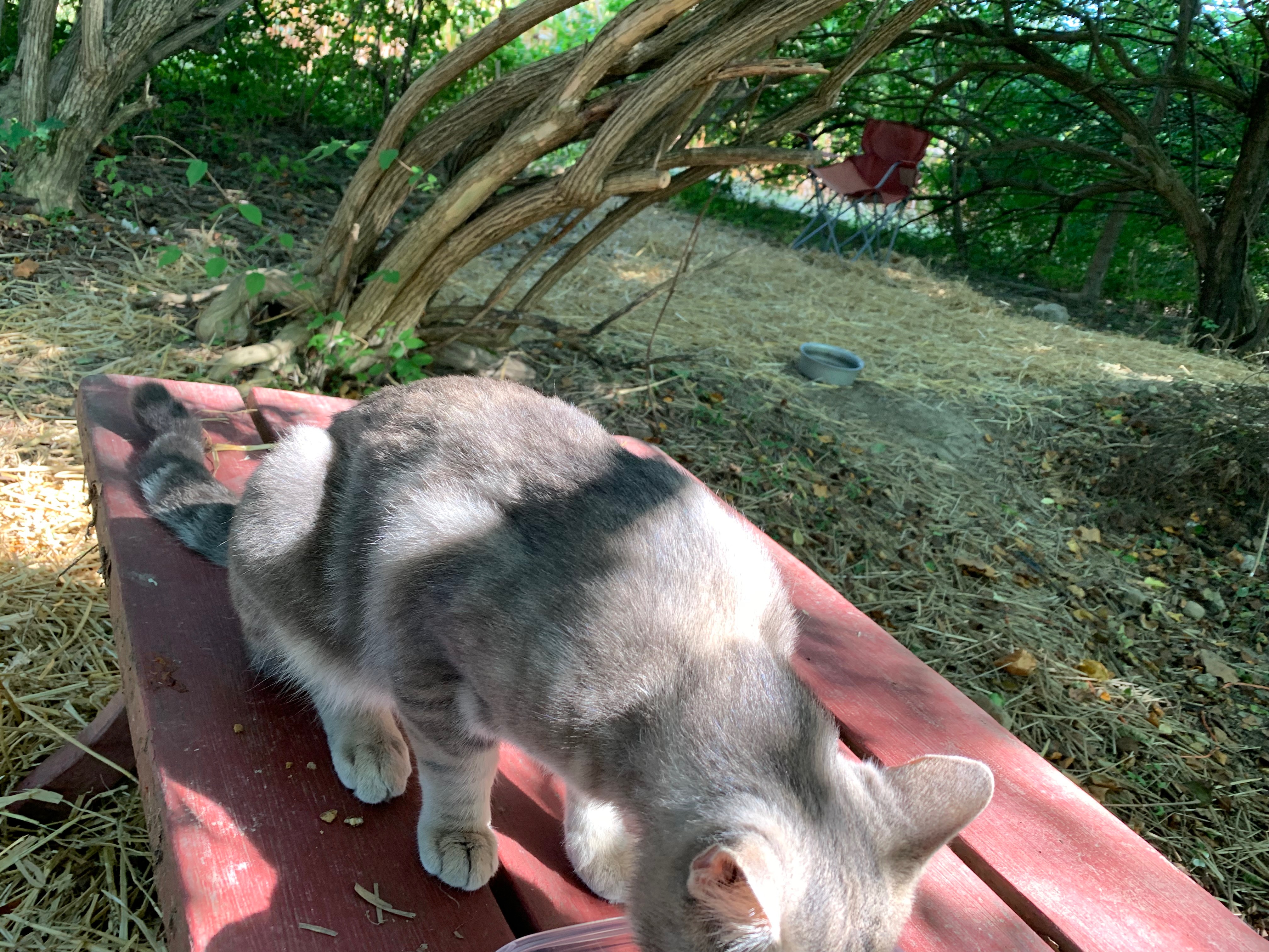 Help Spay and Neuter Cats in Need campaign photo, 4 of 7
