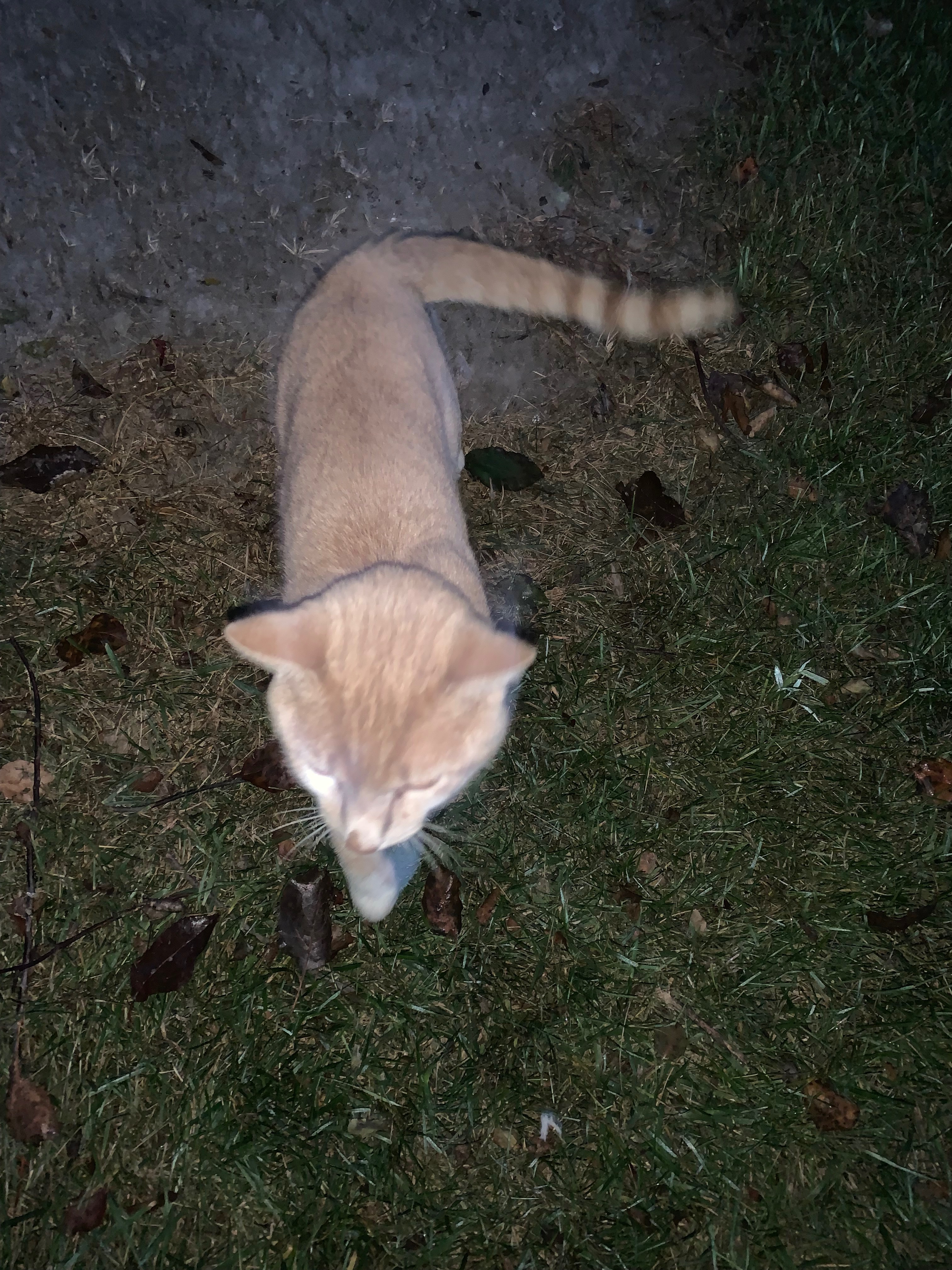 Help Spay and Neuter Cats in Need campaign photo, 5 of 7