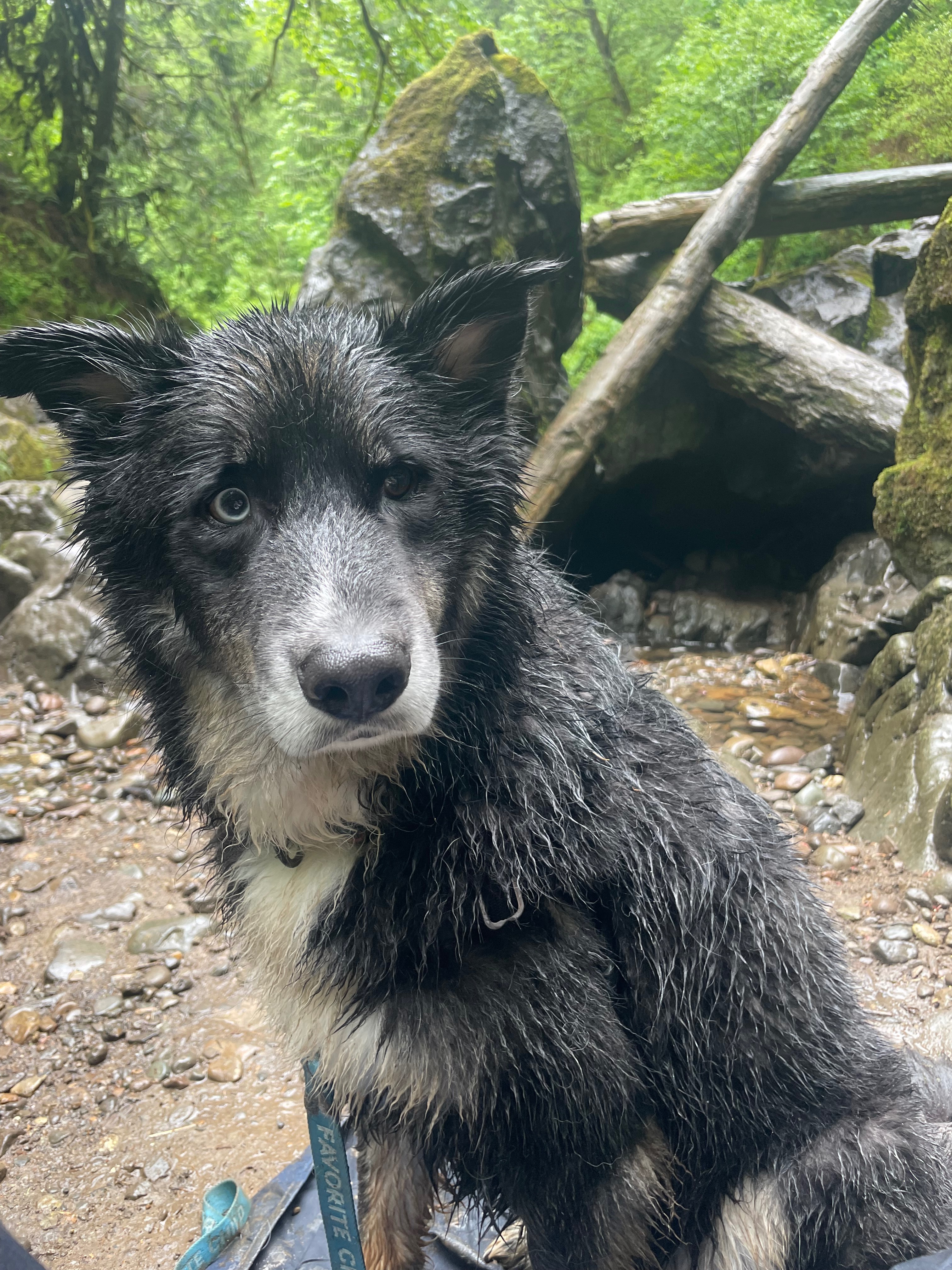Save R2D2: Gus's Beloved Adventure Dog Needs You campaign photo, 7 of 8