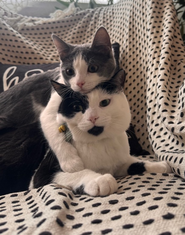 From Playful to Paralysis – Help Minku Live Again campaign photo, 4 of 7