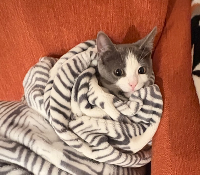 From Playful to Paralysis – Help Minku Live Again campaign photo, 5 of 7