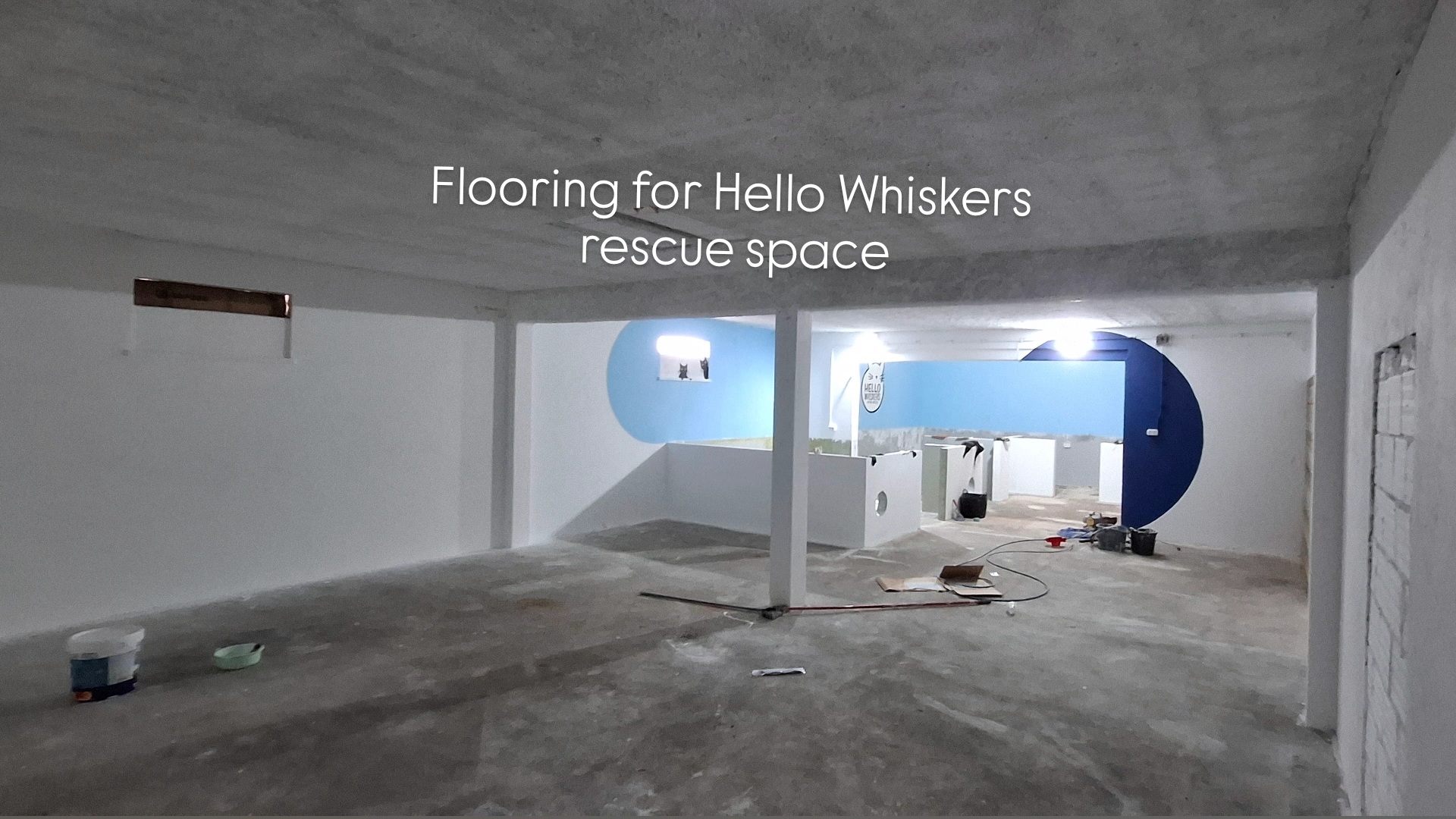 Flooring the Future for Hello Whiskers Kitten Rescue campaign photo, 6 of 8