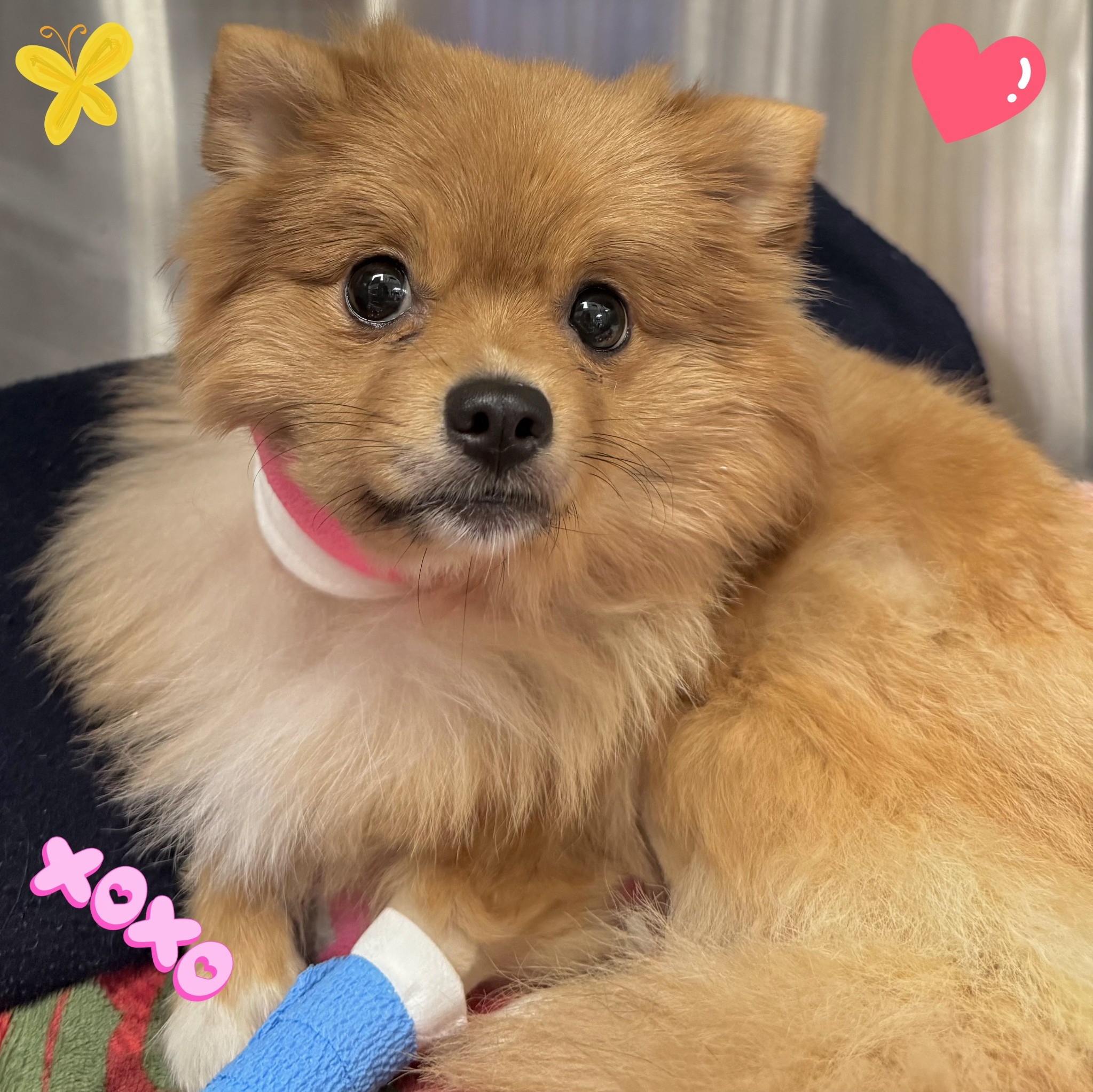Support Our Pomeranian's Fight Against IMHA campaign photo, 2 of 4