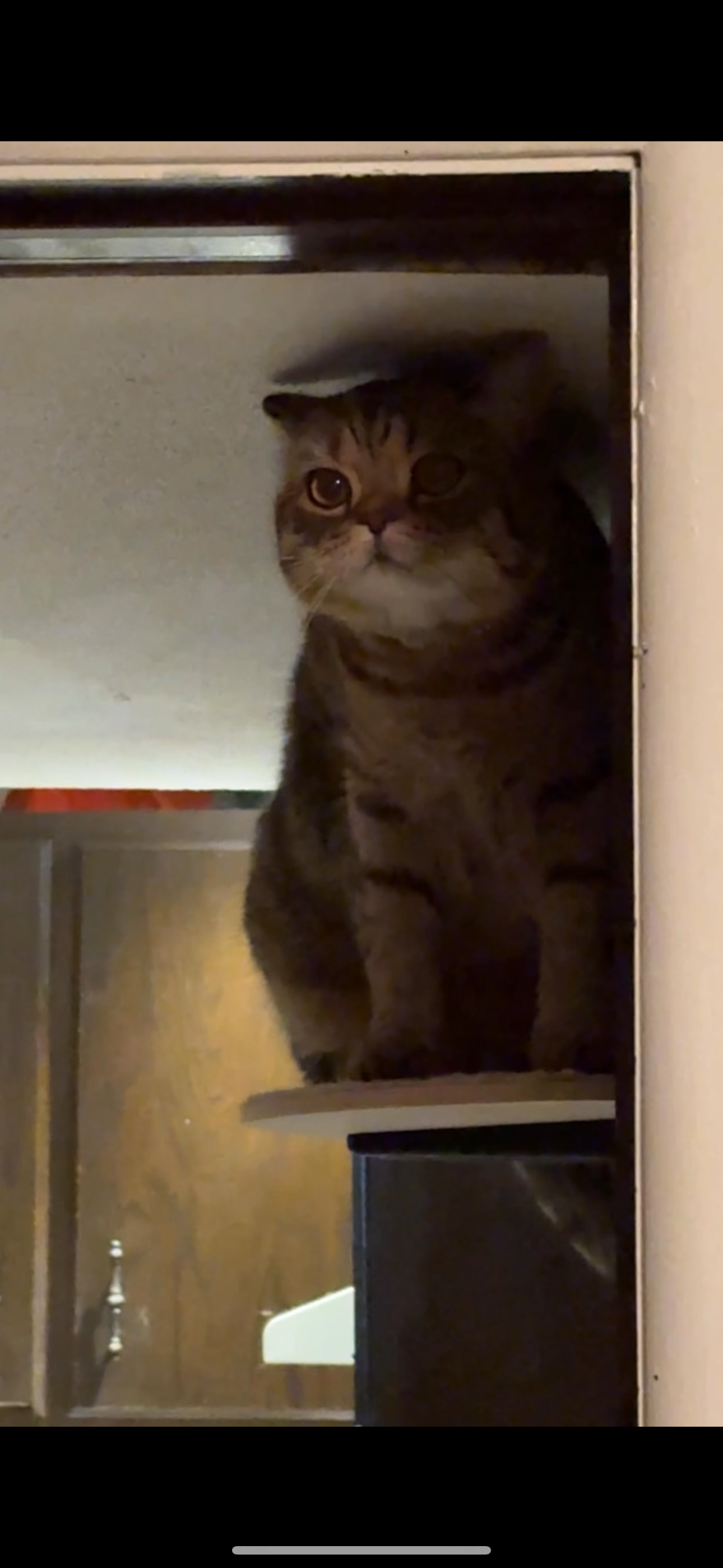 Help Save Chi Chi – Young Cat Fighting Heart Disease campaign photo, 2 of 8