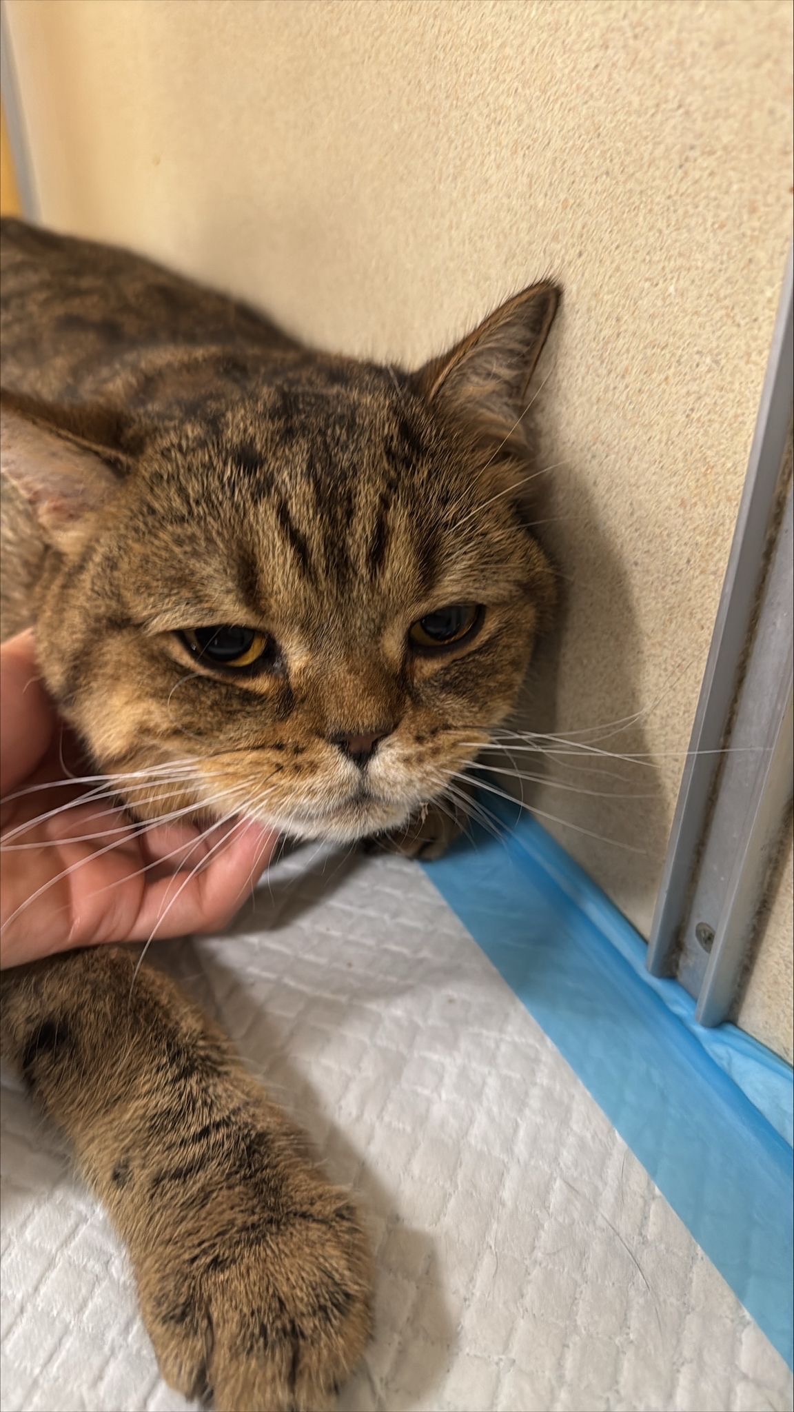 Help Save Chi Chi – Young Cat Fighting Heart Disease campaign photo, 5 of 8