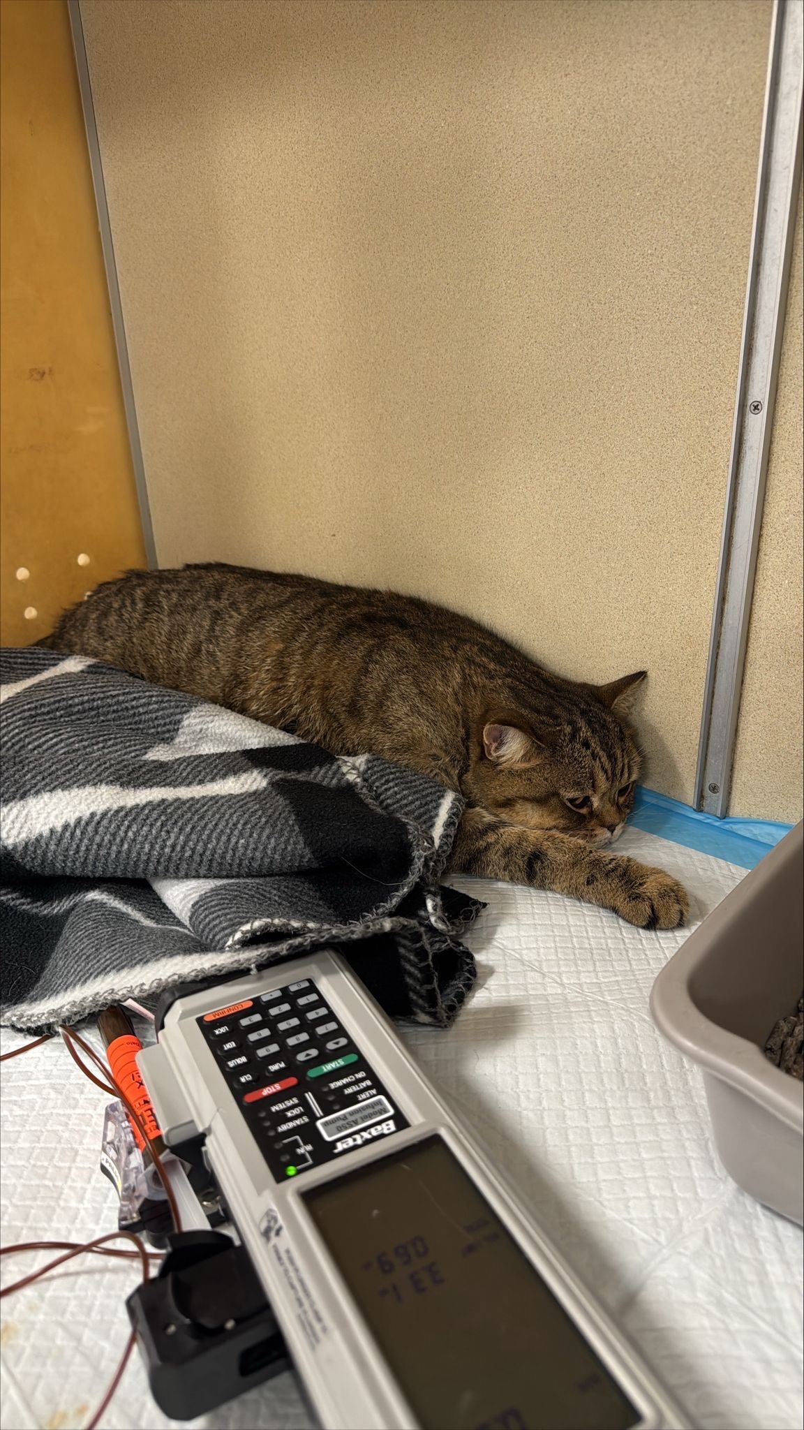 Help Save Chi Chi – Young Cat Fighting Heart Disease campaign photo, 4 of 8