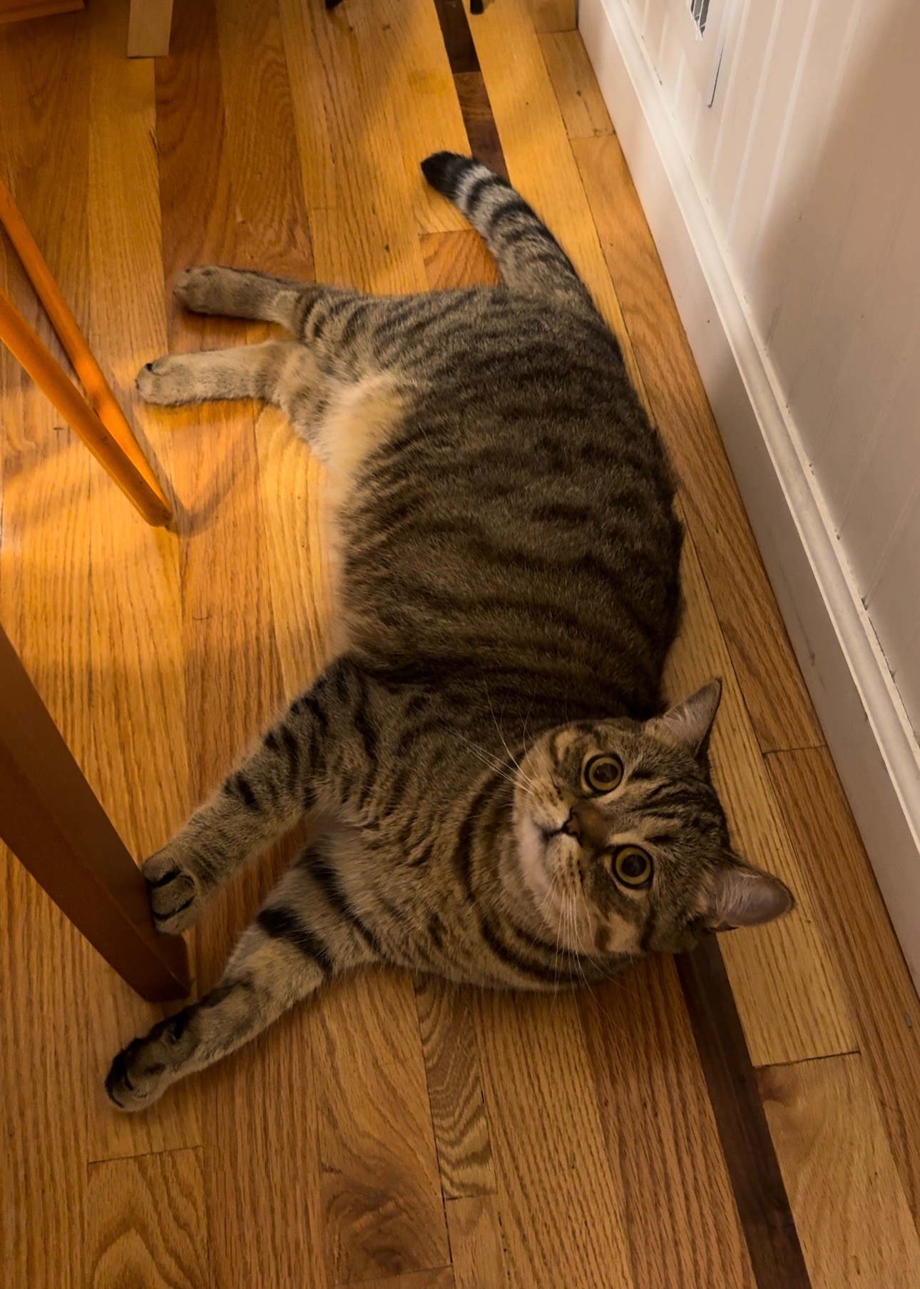 Help Save Chi Chi – Young Cat Fighting Heart Disease campaign photo, 6 of 8