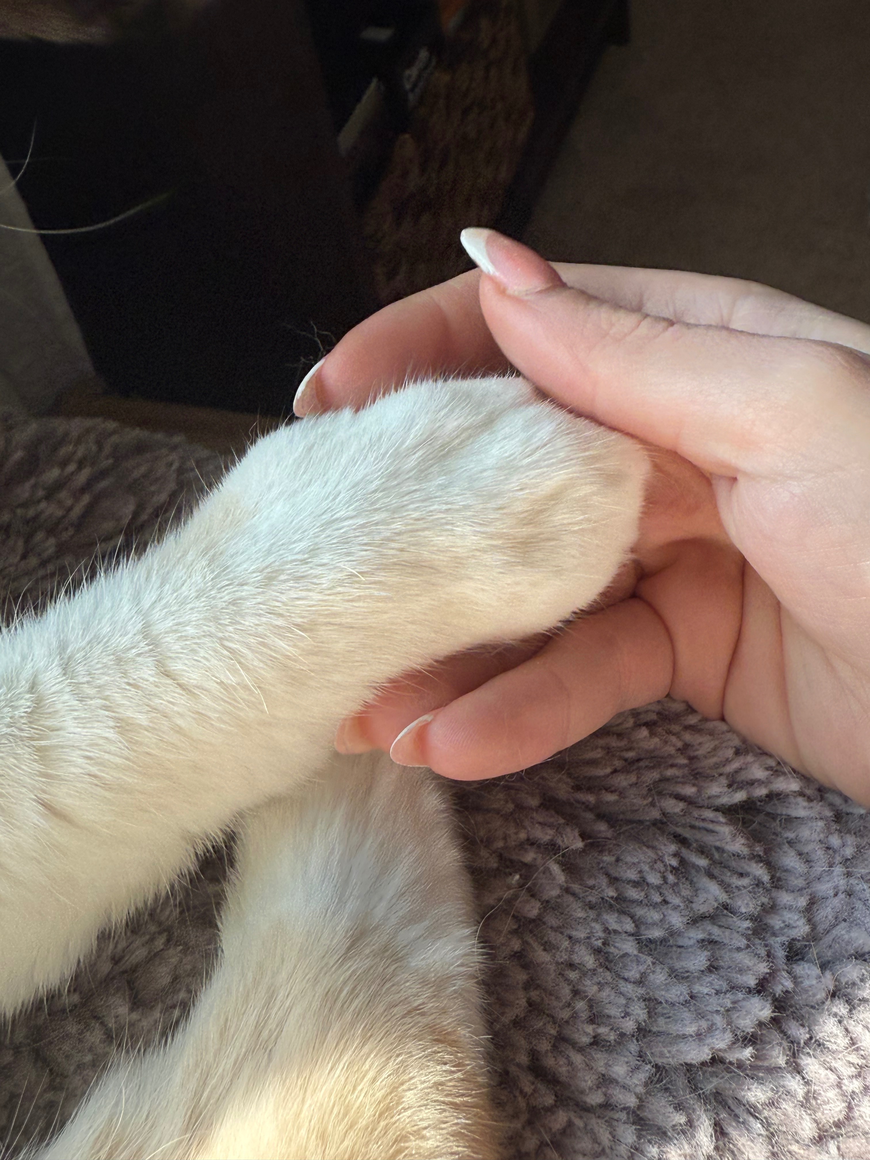 Help Support Winnie & his Vet Bill campaign photo, 2 of 8