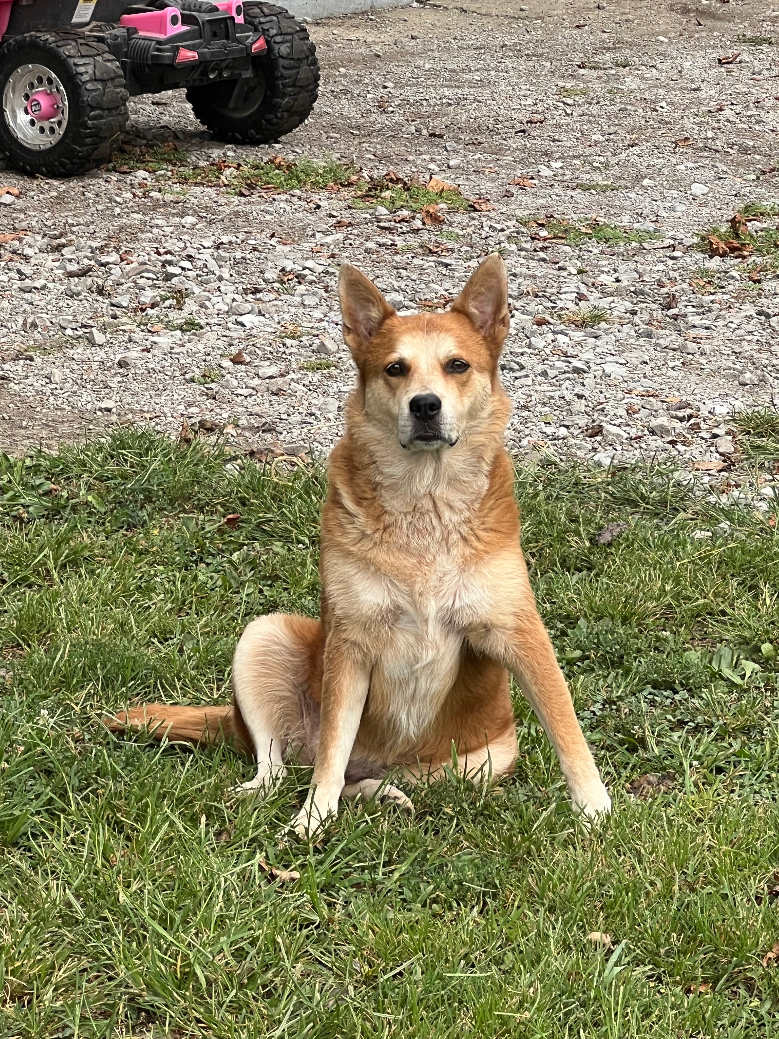Help Emily Save Her Beloved Dog, Luna! campaign photo, 2 of 6