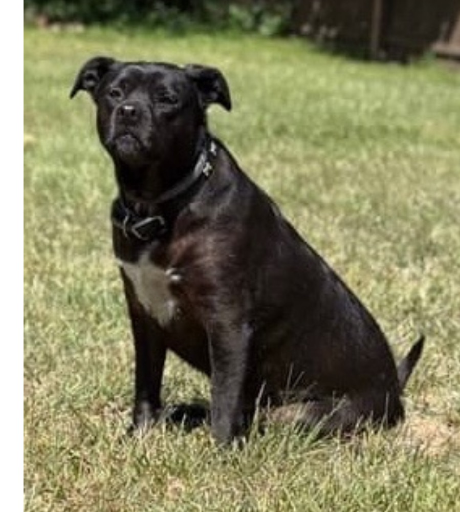 Support Zuzu's Surgery and Recovery campaign photo, 7 of 8