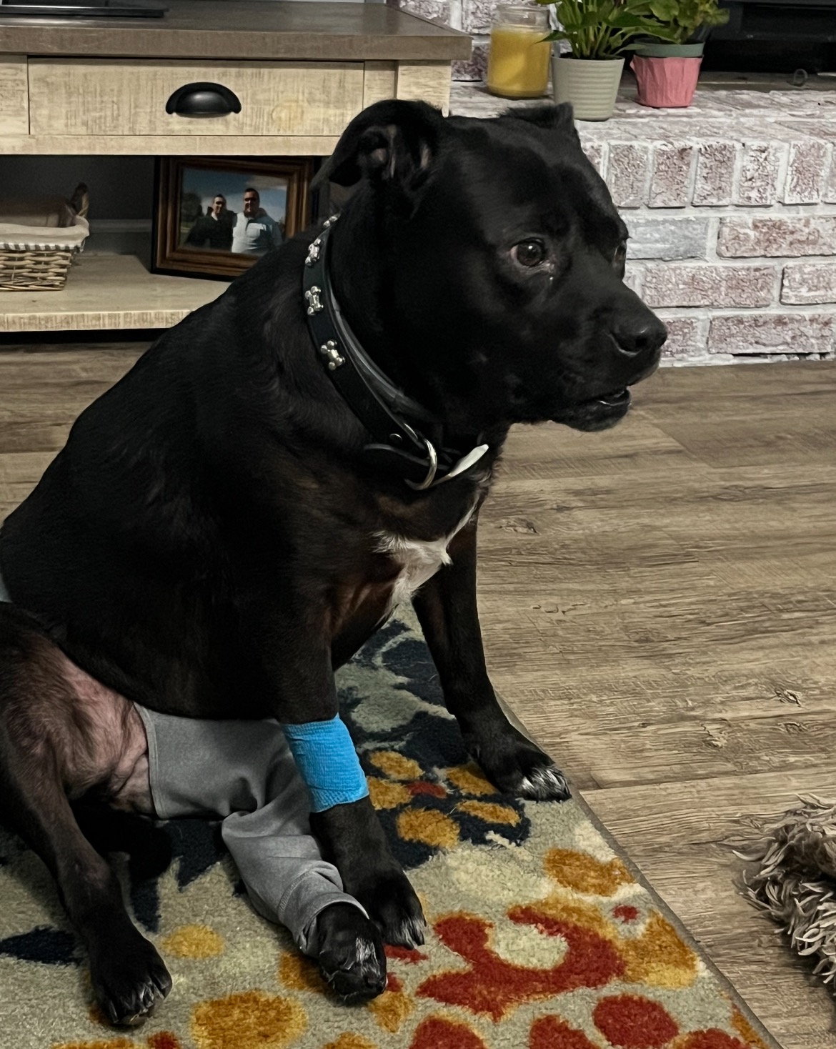 Support Zuzu's Surgery and Recovery campaign photo, 2 of 8