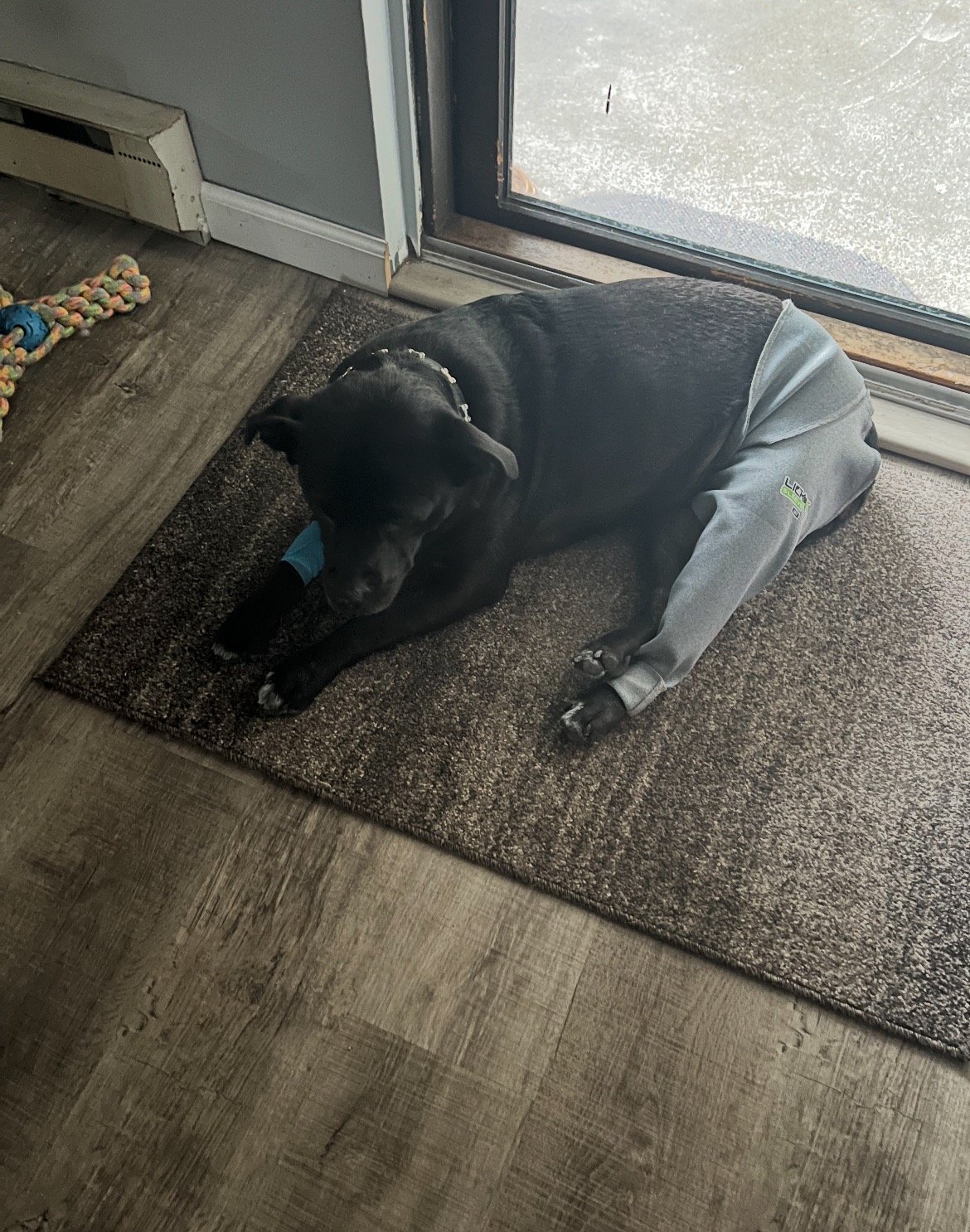 Support Zuzu's Surgery and Recovery campaign photo, 6 of 8
