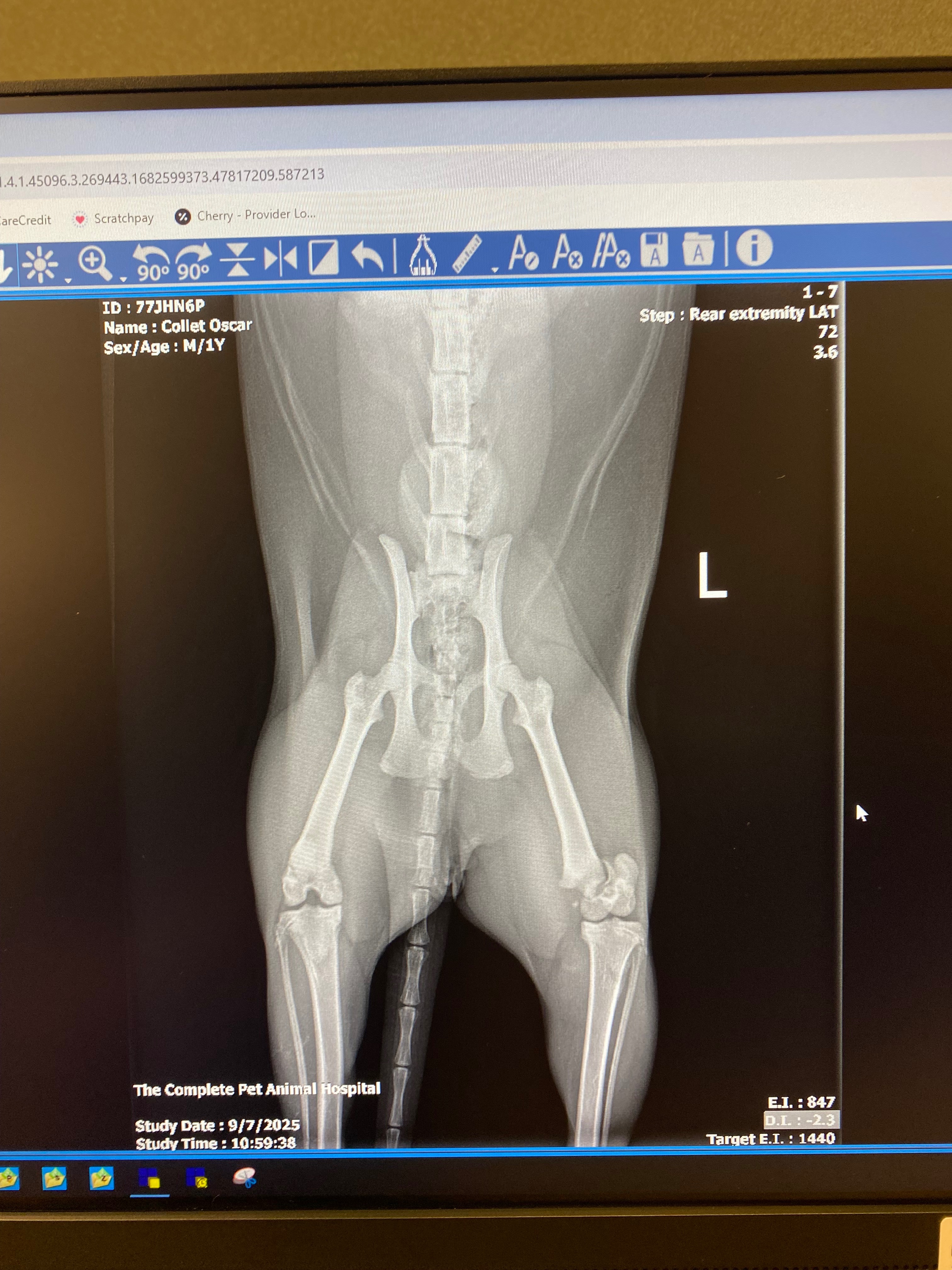 Oscar’s Surgery - Let’s help GiGi! campaign photo, 5 of 6