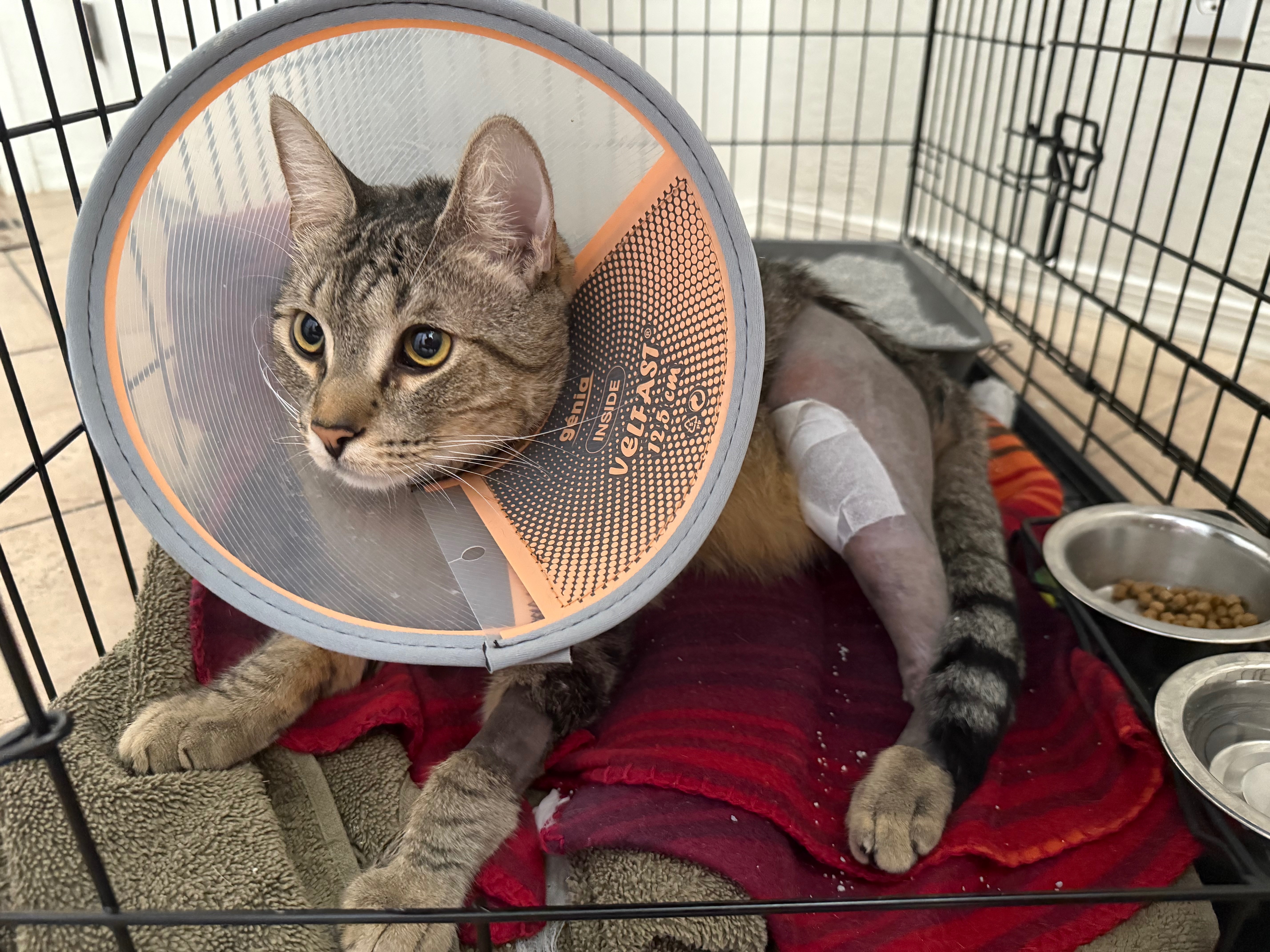 Oscar’s Surgery - Let’s help GiGi! campaign photo, 2 of 6
