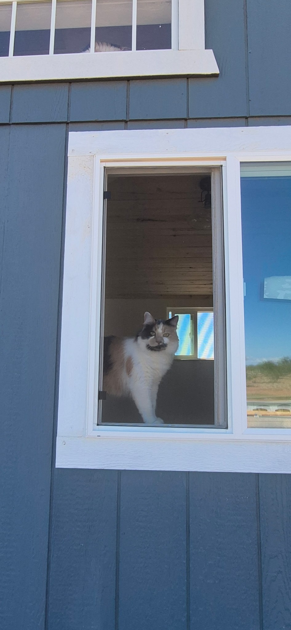 Kim's Tiny Home Completion campaign photo, 6 of 8