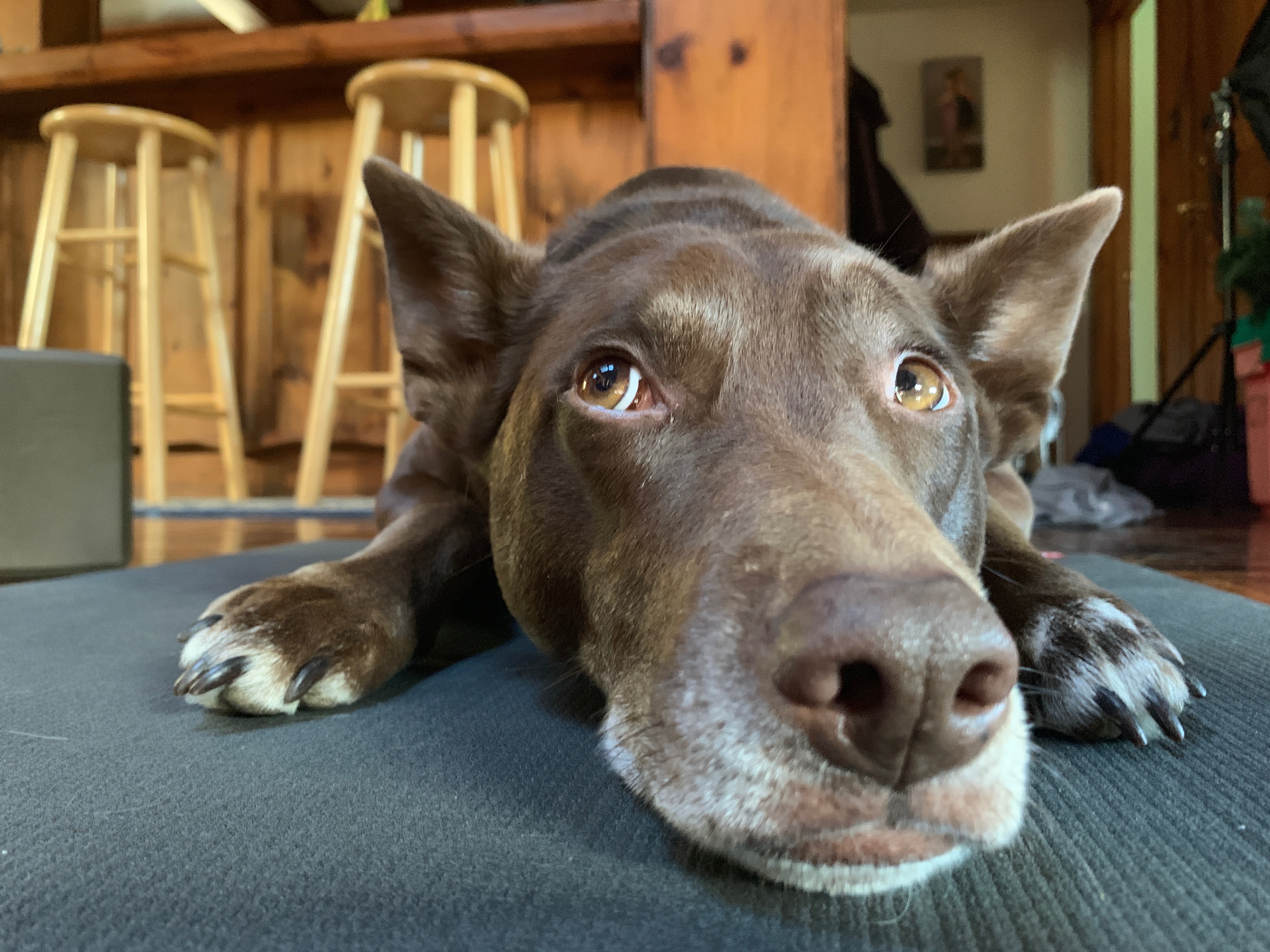 Help Basil Get Through Surgery Today campaign photo, 5 of 7