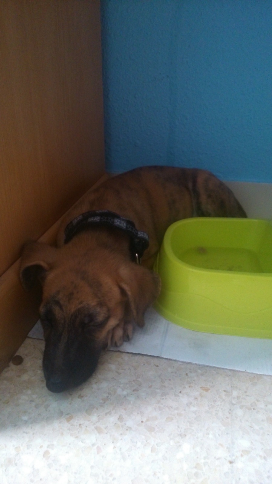 TEQUIERO TYLER. voy a hacer que tu memoria sea eterna campaign photo, 4 of 8