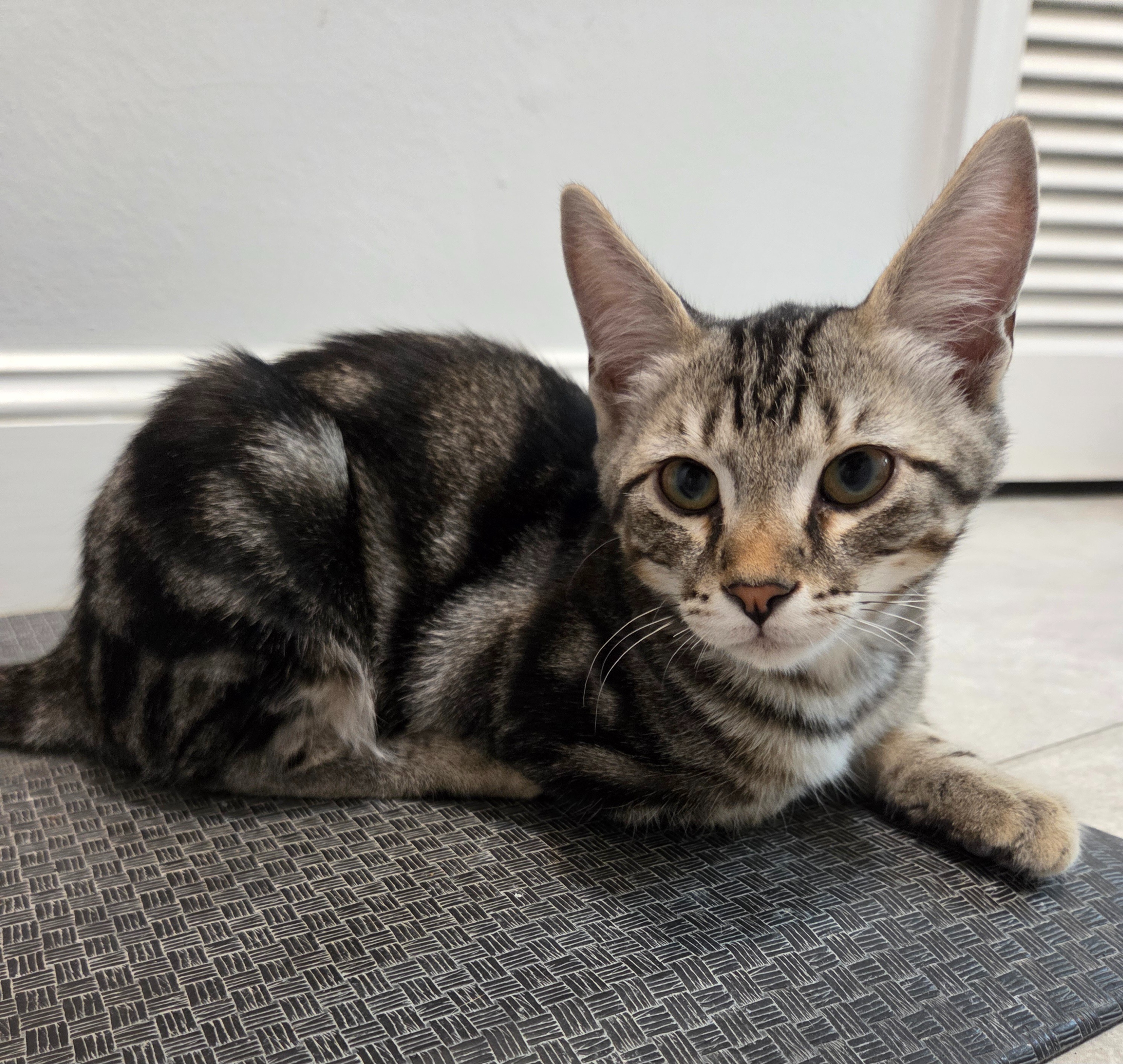 URGENT: PLEASE HELP ME SAVE THESE PRECIOUS KITTENS campaign photo, 7 of 8