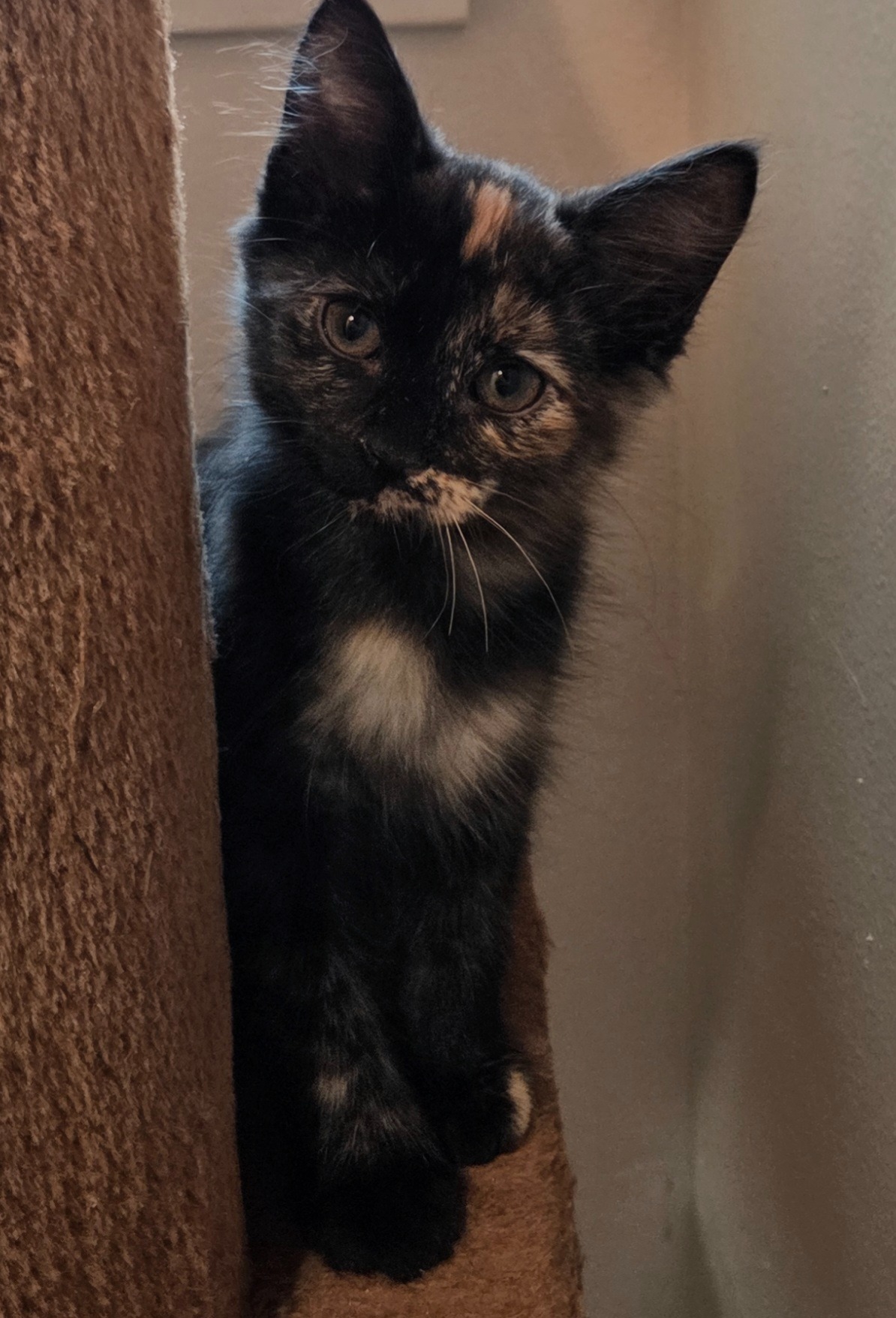 URGENT: PLEASE HELP ME SAVE THESE PRECIOUS KITTENS campaign photo, 2 of 8