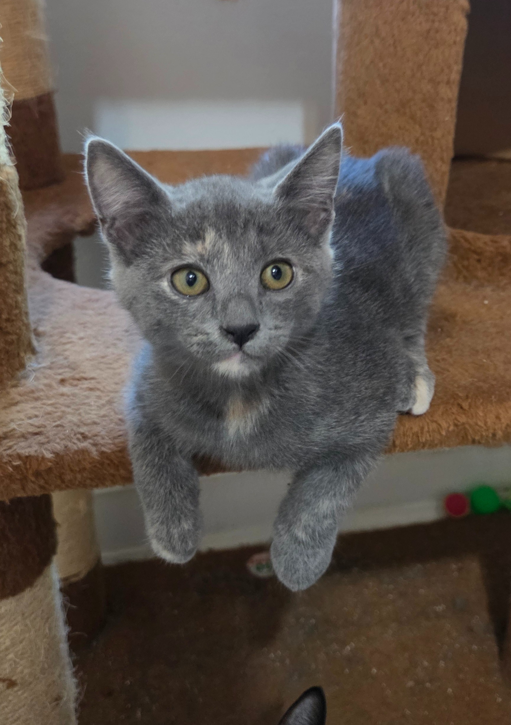 URGENT: PLEASE HELP ME SAVE THESE PRECIOUS KITTENS campaign photo, 4 of 8