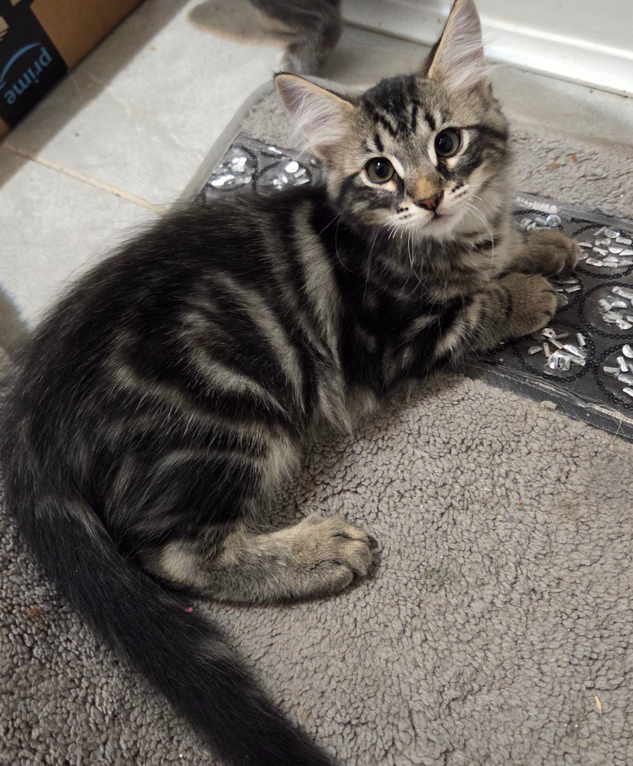 URGENT: PLEASE HELP ME SAVE THESE PRECIOUS KITTENS campaign photo, 5 of 8