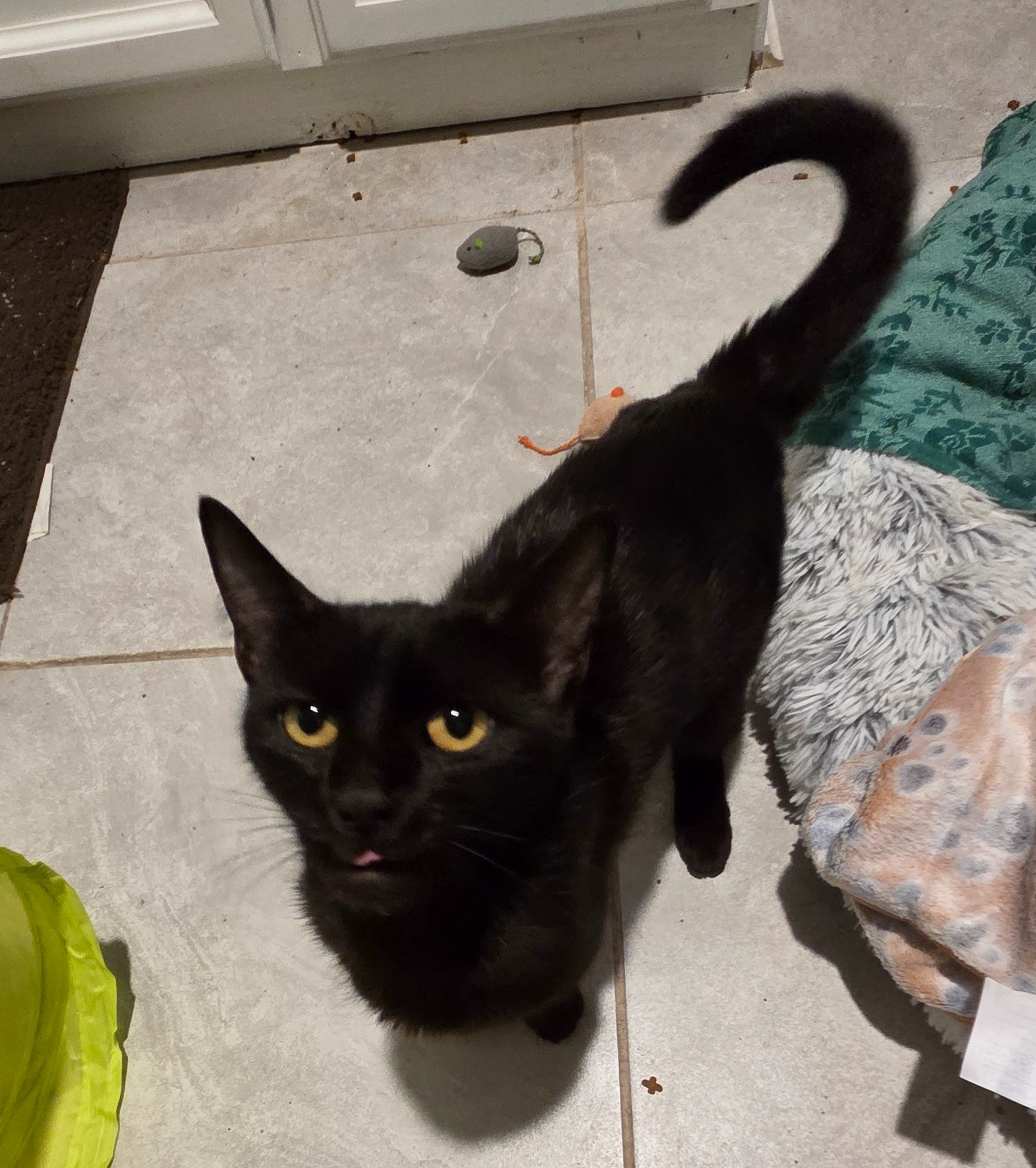 URGENT: PLEASE HELP ME SAVE THESE PRECIOUS KITTENS campaign photo, 6 of 8