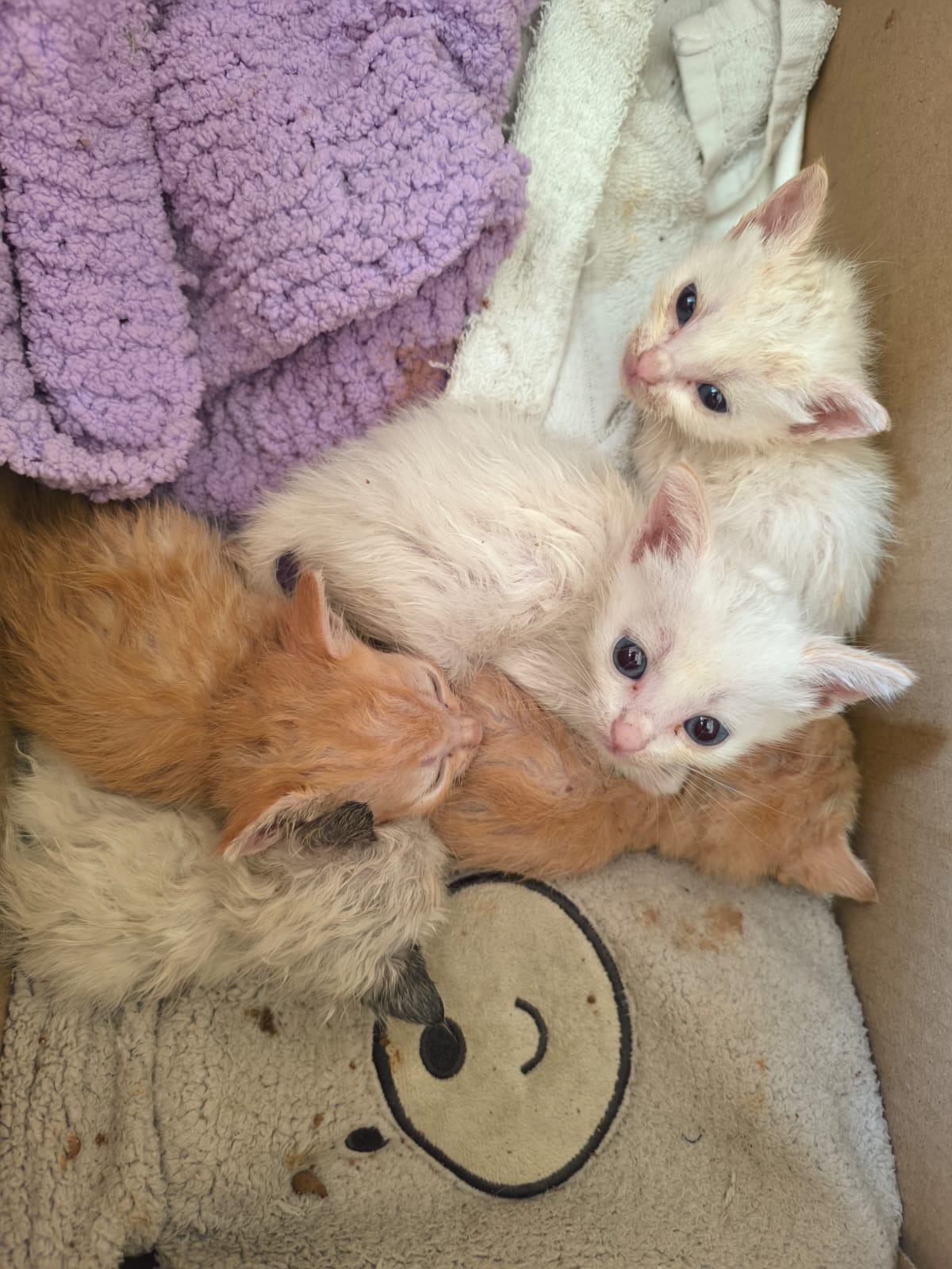 All animals deserve a safe place.. Help me to help them. campaign photo, 6 of 8