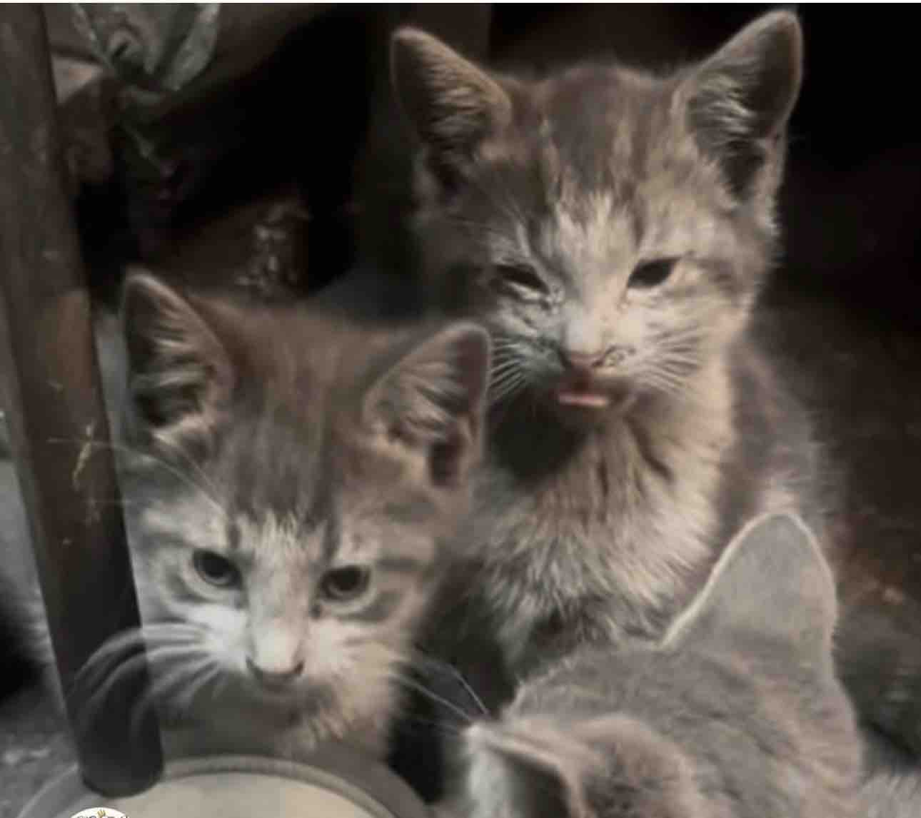 Support Itsmypawfession's Incredible Mission campaign photo, 7 of 8