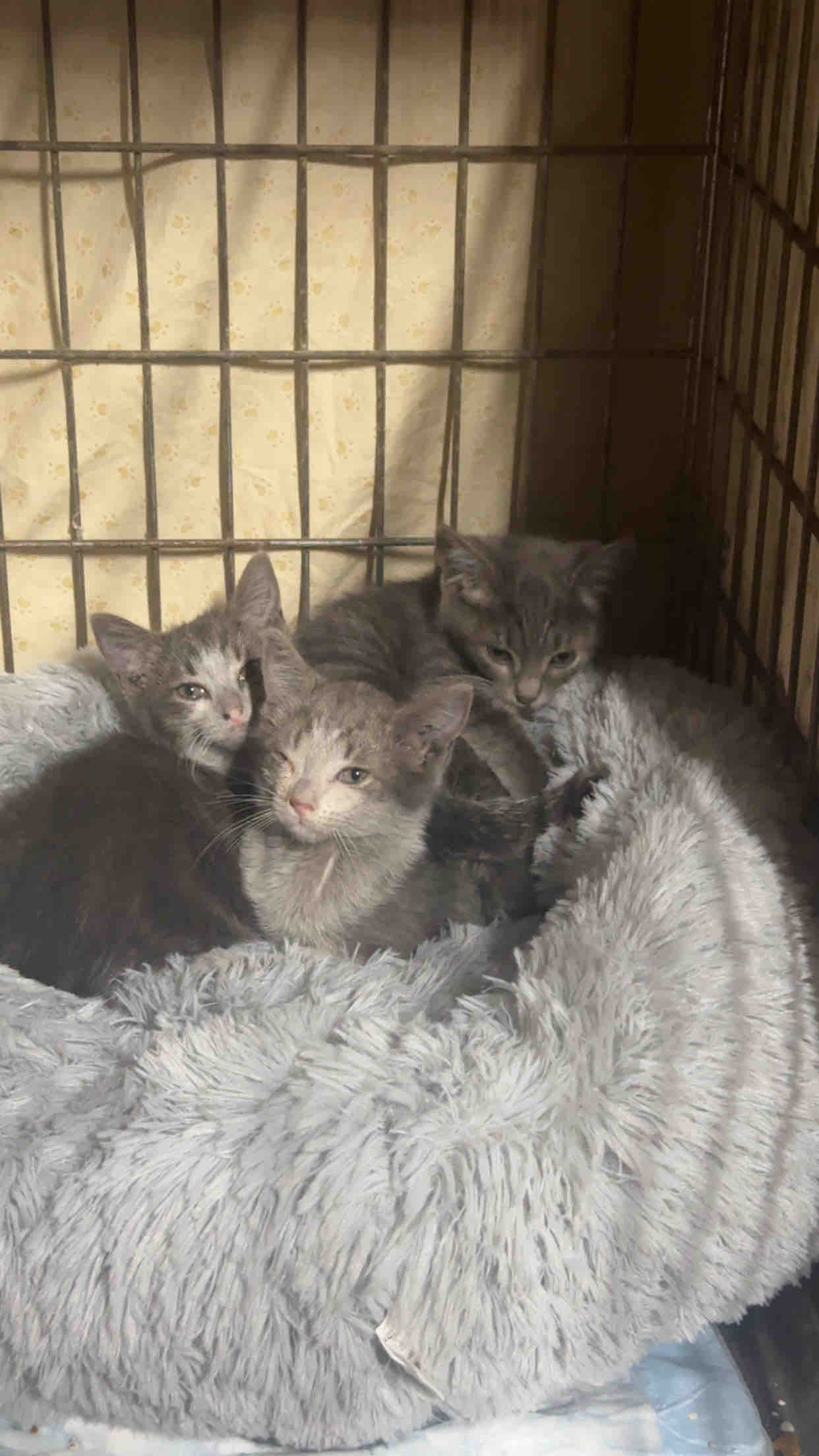 Support Itsmypawfession's Incredible Mission campaign photo, 2 of 8