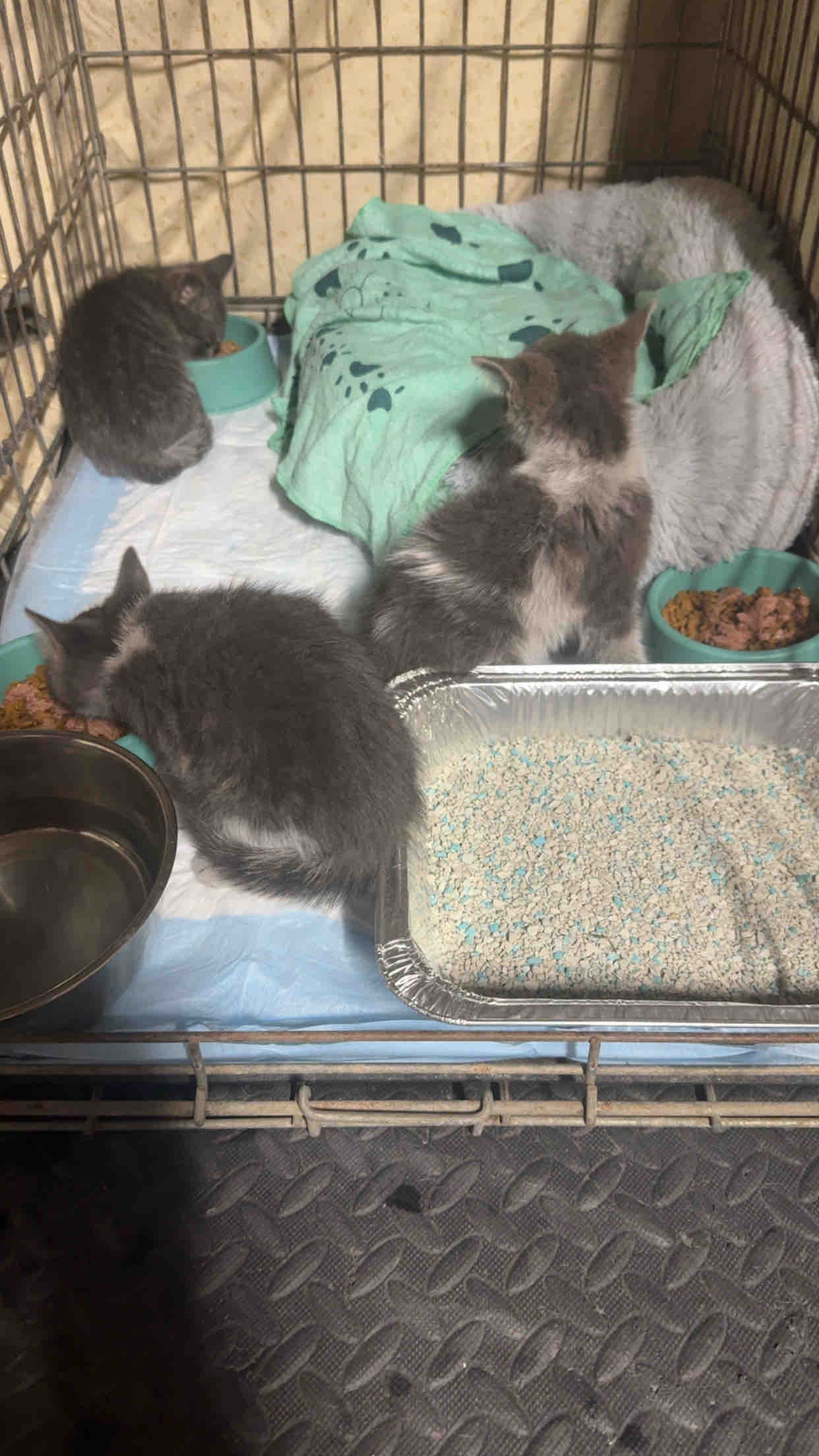 Support Itsmypawfession's Incredible Mission campaign photo, 4 of 8