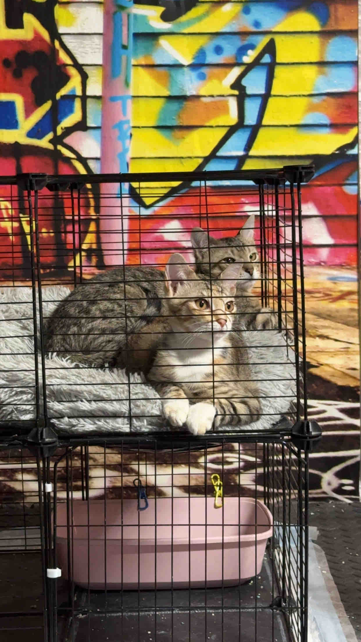 Support Itsmypawfession's Incredible Mission campaign photo, 5 of 8