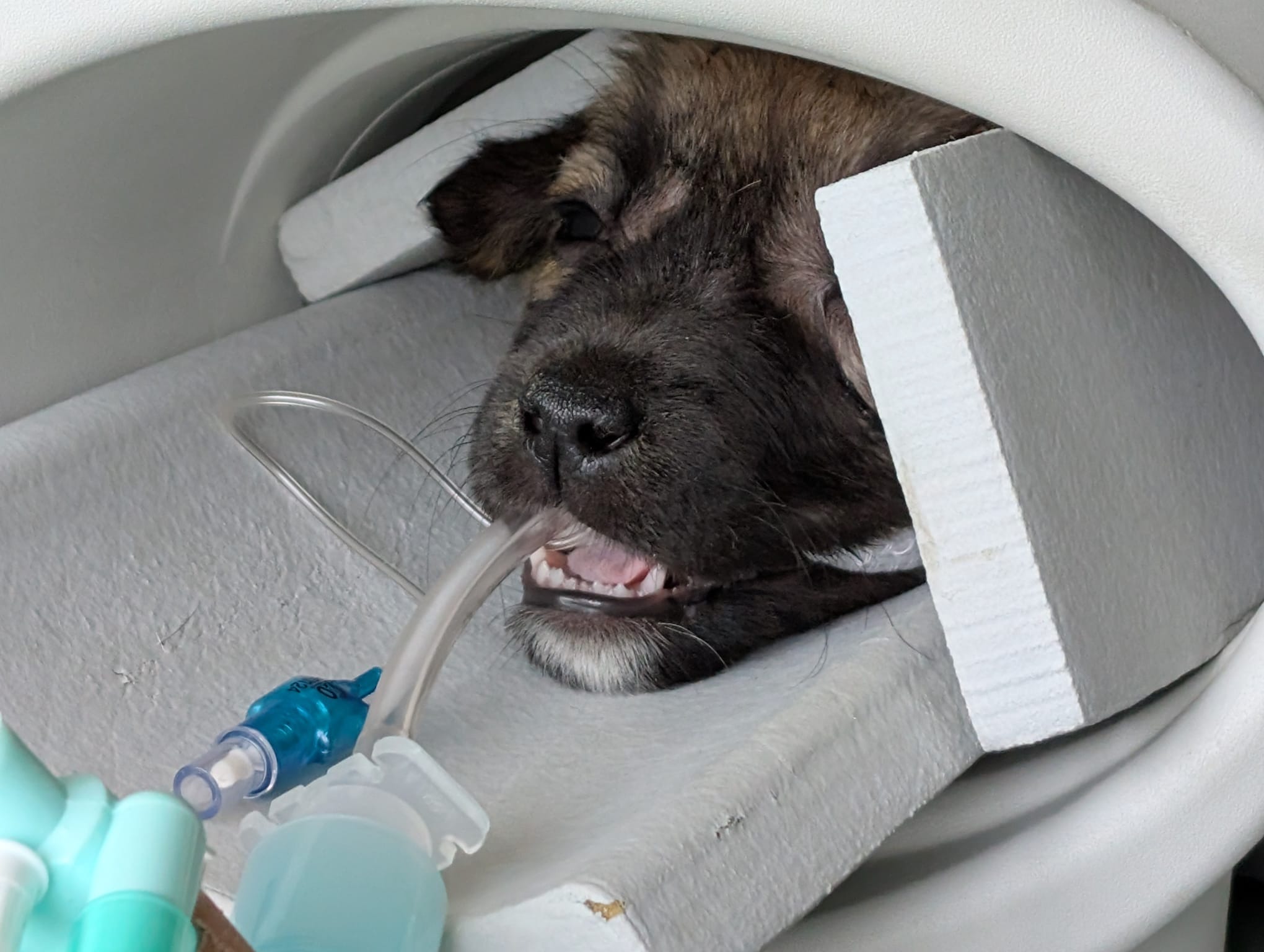Leider hat es Mia nicht geschafft. Geboren und gestorben campaign photo, 7 of 7