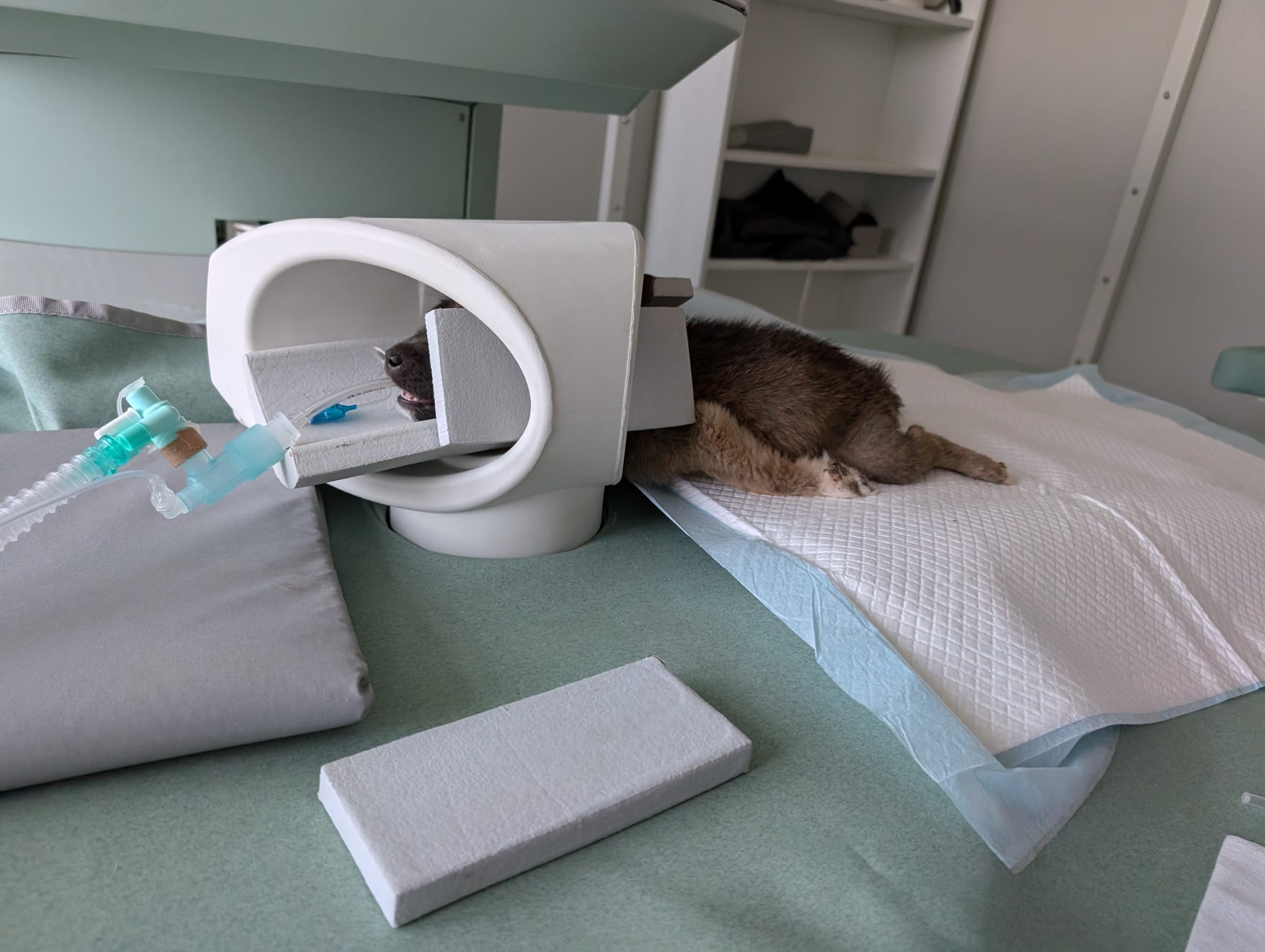 Leider hat es Mia nicht geschafft. Geboren und gestorben campaign photo, 2 of 7