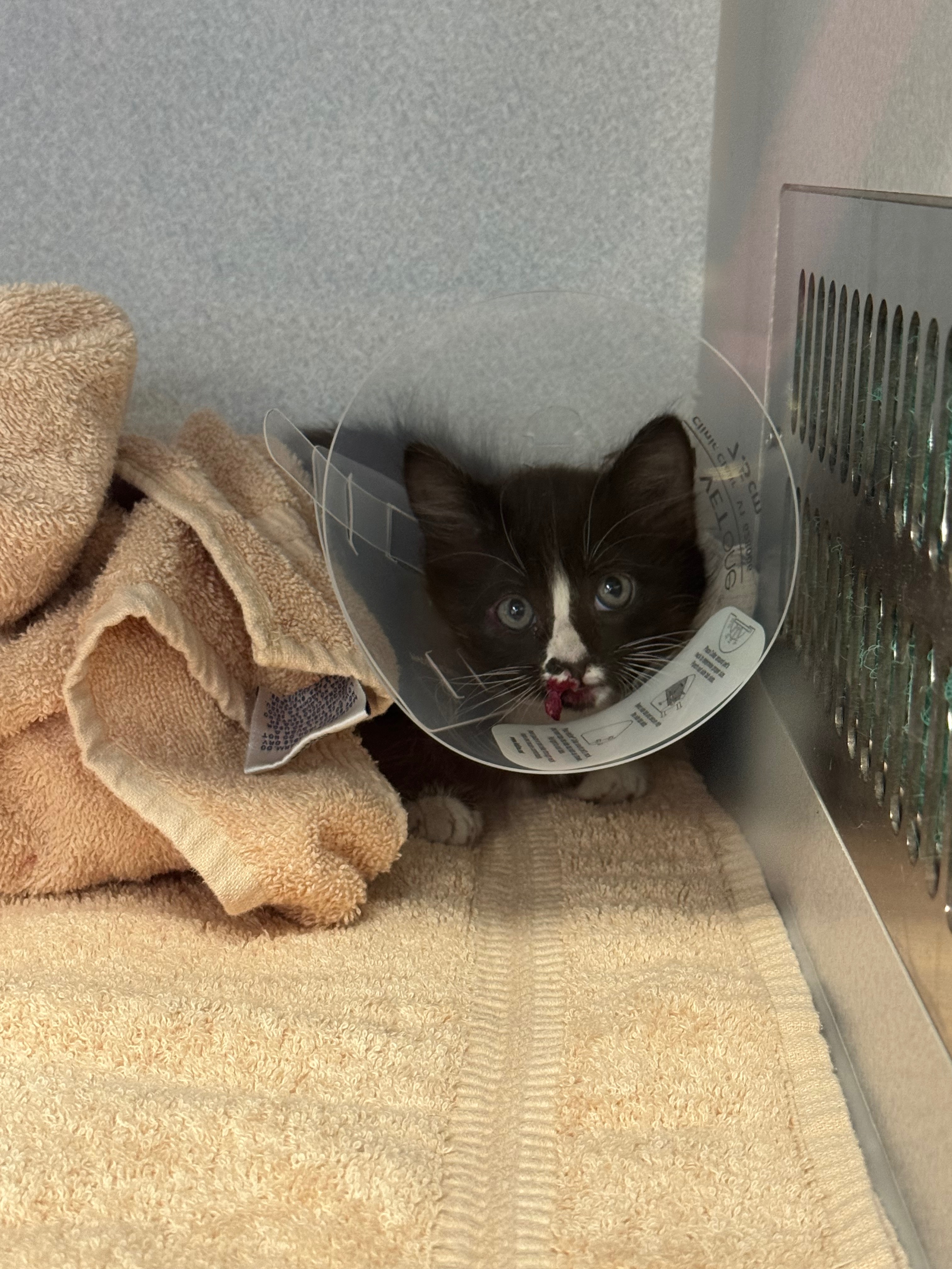 Help Save a Feral Kitten Hit by a Car campaign photo, 2 of 6