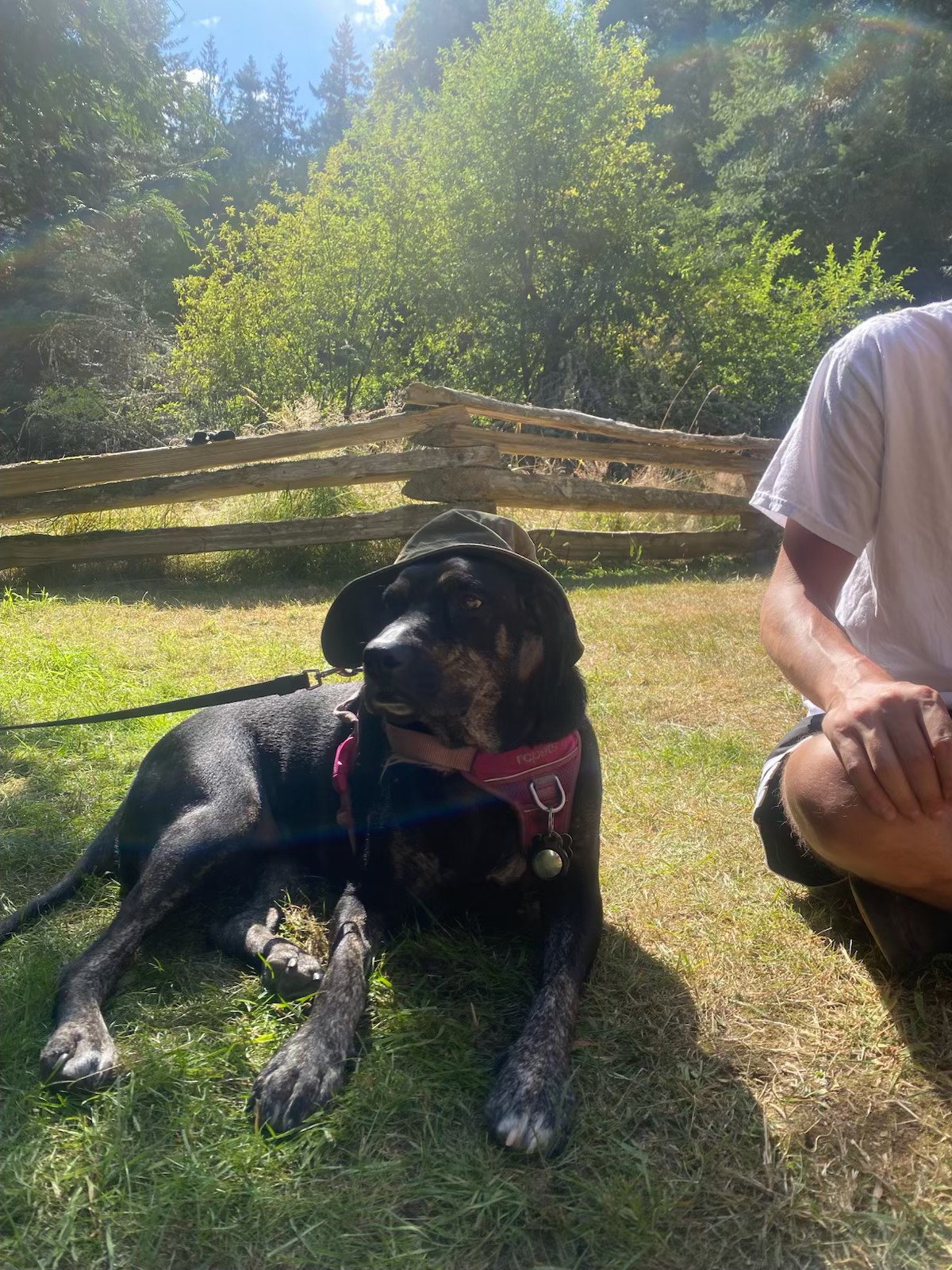 In Loving Memory of Lemmie – Help Cover Vet Costs campaign photo, 7 of 8