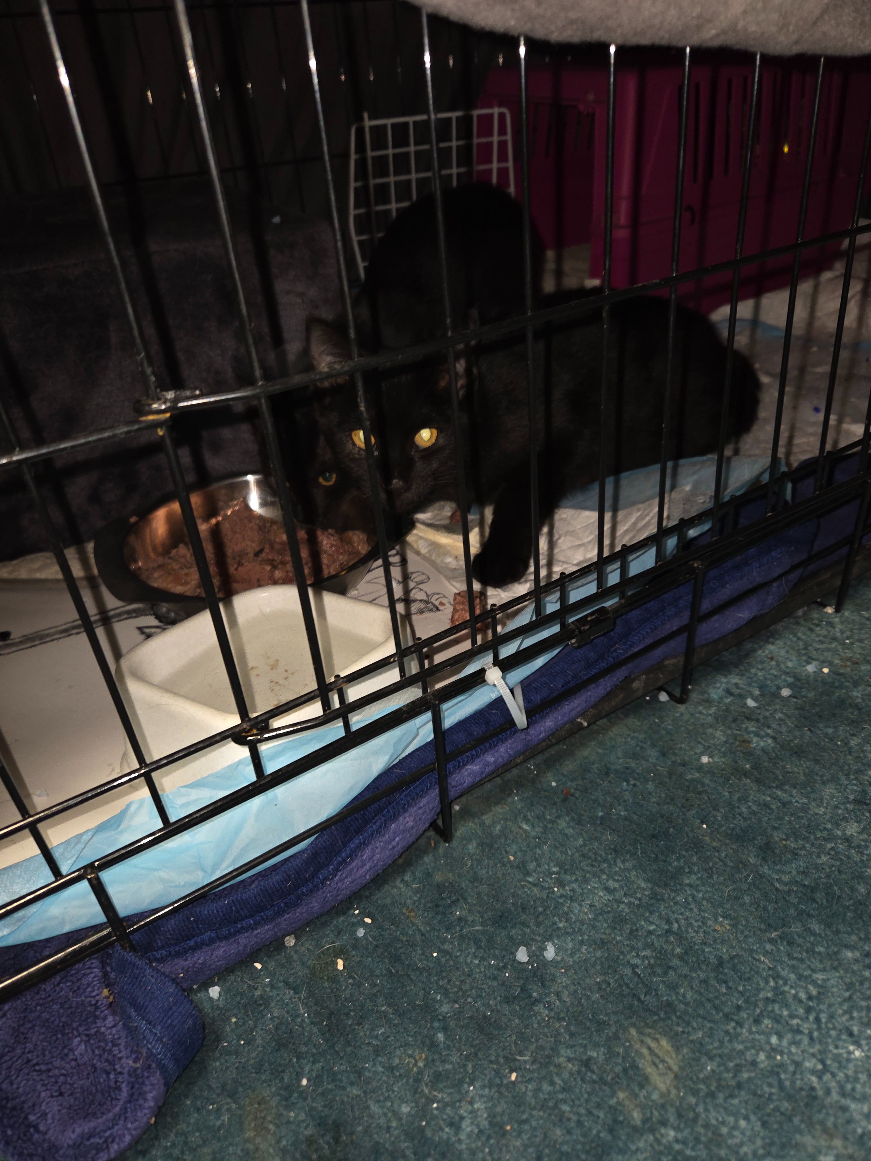 Helftden 10 Babykatzen, alle mit entzündeten Augen, Würmer campaign photo, 2 of 4