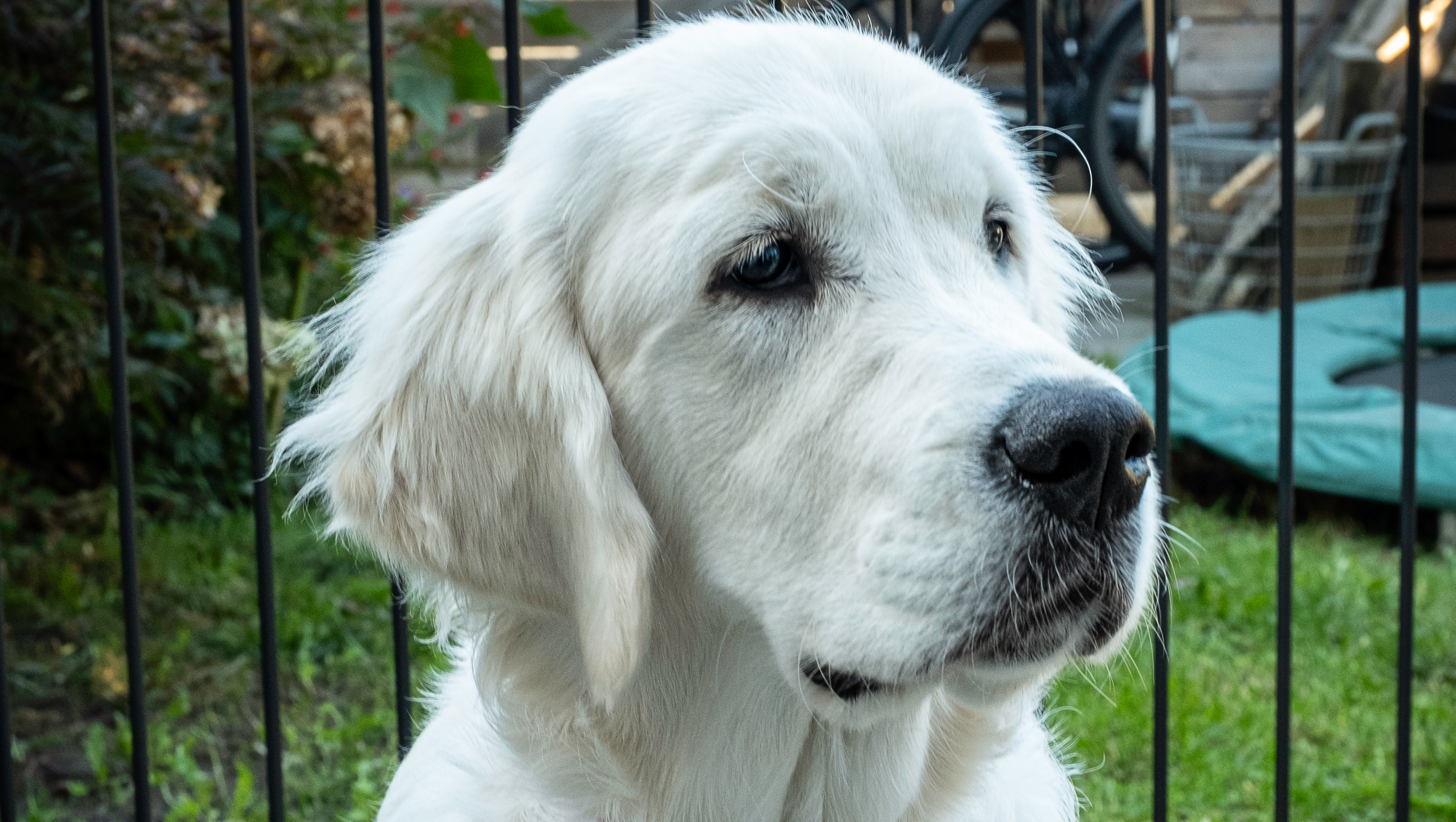 Deze lieve pup en haar baasjes hebben uw hulp nodig! photo